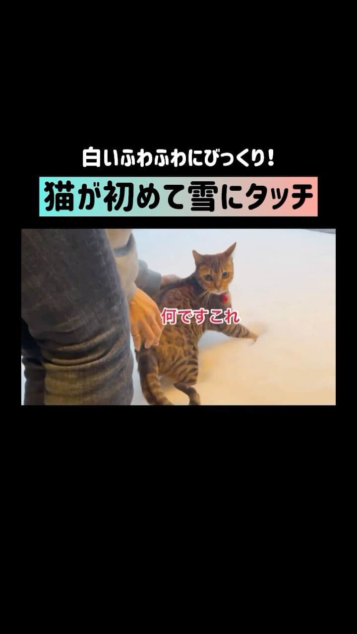 にゃんたまハウスのインスタグラム