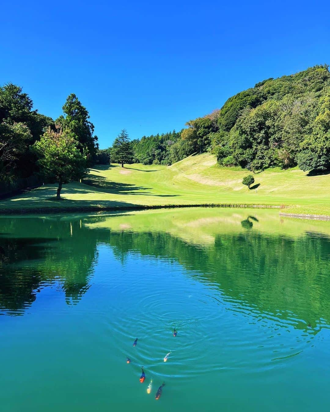 有村のぞみさんのインスタグラム写真 - (有村のぞみInstagram)「ゴルフ日和⛳️🤍  半年ぶりのラウンドだったけどベストスコアでて感激👸🩷 これからのシーズンはコンスタントにいけそうだし100切り目指して頑張るぞ🔥🏌️‍♀️✨️  そしてPINGでフィッティングしたフルセットがようやく下ろせた⛳️✨️こんなにも変わるのってくらい打ちやすいしミートして思った方向にいくし、フィットしすぎて衝撃💥」10月16日 20時09分 - nozomi__arimura