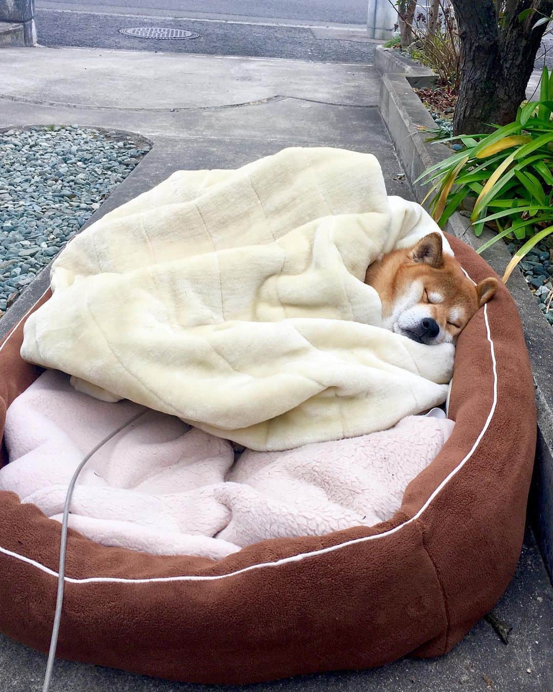 shibainu berryさんのインスタグラム写真 - (shibainu berryInstagram)「Berry 14year-old memorial day✨ ①②③2011 When I met a berry. ④〜⑩2013〜After becoming a berry and a family🐻✨  先日、べりやん14歳の記念日でした🐻🎉 はっきりした誕生日は不明なのでうちに迎えた日が記念日✨ 12年前ぐらい？ 当時勤めていた県外でべりやんと出会って✨あまりお世話されてなくてお世話しだしたことで退職時に引き取ることになって。一人暮らしのアパートで、まだ人馴れしてないべりやんを飼う自信は無く、引き取ったのを機会に徳島の実家に帰ることにして(帰ってからおとんと出会う)。 べりやんと出会っておかんの人生は大幅に変わったと思う😅 あの時、べりやんを引き取らんかったら今も県外で住んでたんかな、と考えるけど、引き取らない選択肢は無かったからこういう運命かな🫶  県外に出てもう帰ってこないのかと思ってた娘が「実家に帰る」と言い出したと思ったら「噛む犬を連れて一緒に帰る」と言い出したけど快く？迎えてくれたジジババ👴👵 その後に出会ったおとんも始めはべりやんにかなり噛まれたけど、少しずつ仲良くなってくれました✨ 家族には本当に感謝です🥰 インスタではたくさん友達もできて、ガウガウだったのが嘘のように今ではすっかり落ち着きました😊  心臓病の手術、腫瘍の摘出手術、靭帯断裂の手術、と色々乗り越えて✨ 最近は耳が遠くなったり、視力が落ちたり(鼻はいい)はあるけど、かなり元気😆 犬にも人にもほぼ興味無いけど、食べ物だけには食いつく😂 これからも体に色んな不調が出てくると思うけど、長生きして欲しいな☺️  ①②③2011年 出会った勤め先で。 かなり荒れてたけど、お世話しだしておかんにはすぐに懐いた😊誰かに愛されたかったんだよね。 ④2013年 徳島。べりやんが若い頃はよく滝巡りに行ってました😆 ⑤2014年 引越し先の大阪の散歩コース！ この頃は散歩1〜2時間と長すぎて大変だった😅 ⑥2016年 珍しく雪が積もって嬉しい☃️ ⑦2016年 冬は実家の庭で毛布にくるまるのが気持ちいい♨️ ⑧2017年 飲み過ぎ注意🍺 ⑨2018年 まだまだ破壊活動が好きだった😳 ⑩2018年 大阪の家 爆睡するおじさん🐻💤  写真見てると思い出がありすぎる〜✨ もう食べ物以外興味無いべりやんやけど、美味しいもの食べて元気で平和に過ごしたいな☺️ #犬の脾臓腫瘍 #犬の腫瘍摘出手術 #僧帽弁閉鎖不全症 #僧帽弁閉鎖不全症の犬 #僧帽弁閉鎖不全症手術済 #僧帽弁閉鎖不全症克服 #柴犬 #柴 #べりやん #べりむく #多頭飼い #徳島 #berry #shiba #shibainu  #shibainumania #ぷにっと部 #口角キュキュッと部 #チーム俺様 →部員絶賛募集中 #shiba_snap #proudshibas #instagramjapan #ふわもこ部 #pecoいぬ部 #pecotv #9gag @9gag @barked」10月16日 20時03分 - shibainu.berry