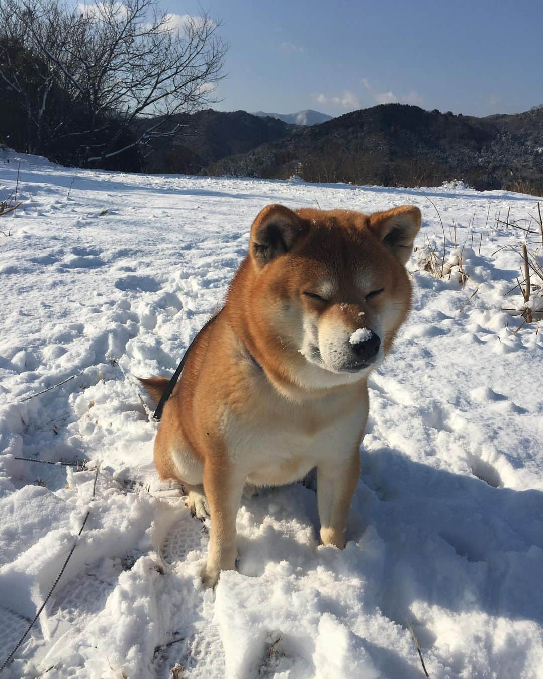 shibainu berryさんのインスタグラム写真 - (shibainu berryInstagram)「Berry 14year-old memorial day✨ ①②③2011 When I met a berry. ④〜⑩2013〜After becoming a berry and a family🐻✨  先日、べりやん14歳の記念日でした🐻🎉 はっきりした誕生日は不明なのでうちに迎えた日が記念日✨ 12年前ぐらい？ 当時勤めていた県外でべりやんと出会って✨あまりお世話されてなくてお世話しだしたことで退職時に引き取ることになって。一人暮らしのアパートで、まだ人馴れしてないべりやんを飼う自信は無く、引き取ったのを機会に徳島の実家に帰ることにして(帰ってからおとんと出会う)。 べりやんと出会っておかんの人生は大幅に変わったと思う😅 あの時、べりやんを引き取らんかったら今も県外で住んでたんかな、と考えるけど、引き取らない選択肢は無かったからこういう運命かな🫶  県外に出てもう帰ってこないのかと思ってた娘が「実家に帰る」と言い出したと思ったら「噛む犬を連れて一緒に帰る」と言い出したけど快く？迎えてくれたジジババ👴👵 その後に出会ったおとんも始めはべりやんにかなり噛まれたけど、少しずつ仲良くなってくれました✨ 家族には本当に感謝です🥰 インスタではたくさん友達もできて、ガウガウだったのが嘘のように今ではすっかり落ち着きました😊  心臓病の手術、腫瘍の摘出手術、靭帯断裂の手術、と色々乗り越えて✨ 最近は耳が遠くなったり、視力が落ちたり(鼻はいい)はあるけど、かなり元気😆 犬にも人にもほぼ興味無いけど、食べ物だけには食いつく😂 これからも体に色んな不調が出てくると思うけど、長生きして欲しいな☺️  ①②③2011年 出会った勤め先で。 かなり荒れてたけど、お世話しだしておかんにはすぐに懐いた😊誰かに愛されたかったんだよね。 ④2013年 徳島。べりやんが若い頃はよく滝巡りに行ってました😆 ⑤2014年 引越し先の大阪の散歩コース！ この頃は散歩1〜2時間と長すぎて大変だった😅 ⑥2016年 珍しく雪が積もって嬉しい☃️ ⑦2016年 冬は実家の庭で毛布にくるまるのが気持ちいい♨️ ⑧2017年 飲み過ぎ注意🍺 ⑨2018年 まだまだ破壊活動が好きだった😳 ⑩2018年 大阪の家 爆睡するおじさん🐻💤  写真見てると思い出がありすぎる〜✨ もう食べ物以外興味無いべりやんやけど、美味しいもの食べて元気で平和に過ごしたいな☺️ #犬の脾臓腫瘍 #犬の腫瘍摘出手術 #僧帽弁閉鎖不全症 #僧帽弁閉鎖不全症の犬 #僧帽弁閉鎖不全症手術済 #僧帽弁閉鎖不全症克服 #柴犬 #柴 #べりやん #べりむく #多頭飼い #徳島 #berry #shiba #shibainu  #shibainumania #ぷにっと部 #口角キュキュッと部 #チーム俺様 →部員絶賛募集中 #shiba_snap #proudshibas #instagramjapan #ふわもこ部 #pecoいぬ部 #pecotv #9gag @9gag @barked」10月16日 20時03分 - shibainu.berry