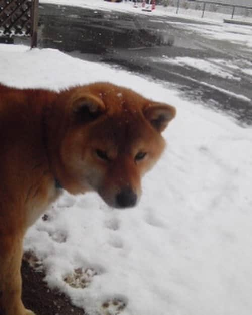 shibainu berryさんのインスタグラム写真 - (shibainu berryInstagram)「Berry 14year-old memorial day✨ ①②③2011 When I met a berry. ④〜⑩2013〜After becoming a berry and a family🐻✨  先日、べりやん14歳の記念日でした🐻🎉 はっきりした誕生日は不明なのでうちに迎えた日が記念日✨ 12年前ぐらい？ 当時勤めていた県外でべりやんと出会って✨あまりお世話されてなくてお世話しだしたことで退職時に引き取ることになって。一人暮らしのアパートで、まだ人馴れしてないべりやんを飼う自信は無く、引き取ったのを機会に徳島の実家に帰ることにして(帰ってからおとんと出会う)。 べりやんと出会っておかんの人生は大幅に変わったと思う😅 あの時、べりやんを引き取らんかったら今も県外で住んでたんかな、と考えるけど、引き取らない選択肢は無かったからこういう運命かな🫶  県外に出てもう帰ってこないのかと思ってた娘が「実家に帰る」と言い出したと思ったら「噛む犬を連れて一緒に帰る」と言い出したけど快く？迎えてくれたジジババ👴👵 その後に出会ったおとんも始めはべりやんにかなり噛まれたけど、少しずつ仲良くなってくれました✨ 家族には本当に感謝です🥰 インスタではたくさん友達もできて、ガウガウだったのが嘘のように今ではすっかり落ち着きました😊  心臓病の手術、腫瘍の摘出手術、靭帯断裂の手術、と色々乗り越えて✨ 最近は耳が遠くなったり、視力が落ちたり(鼻はいい)はあるけど、かなり元気😆 犬にも人にもほぼ興味無いけど、食べ物だけには食いつく😂 これからも体に色んな不調が出てくると思うけど、長生きして欲しいな☺️  ①②③2011年 出会った勤め先で。 かなり荒れてたけど、お世話しだしておかんにはすぐに懐いた😊誰かに愛されたかったんだよね。 ④2013年 徳島。べりやんが若い頃はよく滝巡りに行ってました😆 ⑤2014年 引越し先の大阪の散歩コース！ この頃は散歩1〜2時間と長すぎて大変だった😅 ⑥2016年 珍しく雪が積もって嬉しい☃️ ⑦2016年 冬は実家の庭で毛布にくるまるのが気持ちいい♨️ ⑧2017年 飲み過ぎ注意🍺 ⑨2018年 まだまだ破壊活動が好きだった😳 ⑩2018年 大阪の家 爆睡するおじさん🐻💤  写真見てると思い出がありすぎる〜✨ もう食べ物以外興味無いべりやんやけど、美味しいもの食べて元気で平和に過ごしたいな☺️ #犬の脾臓腫瘍 #犬の腫瘍摘出手術 #僧帽弁閉鎖不全症 #僧帽弁閉鎖不全症の犬 #僧帽弁閉鎖不全症手術済 #僧帽弁閉鎖不全症克服 #柴犬 #柴 #べりやん #べりむく #多頭飼い #徳島 #berry #shiba #shibainu  #shibainumania #ぷにっと部 #口角キュキュッと部 #チーム俺様 →部員絶賛募集中 #shiba_snap #proudshibas #instagramjapan #ふわもこ部 #pecoいぬ部 #pecotv #9gag @9gag @barked」10月16日 20時03分 - shibainu.berry