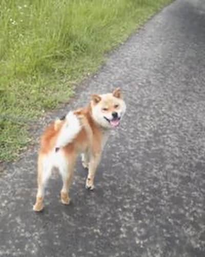 shibainu berryさんのインスタグラム写真 - (shibainu berryInstagram)「Berry 14year-old memorial day✨ ①②③2011 When I met a berry. ④〜⑩2013〜After becoming a berry and a family🐻✨  先日、べりやん14歳の記念日でした🐻🎉 はっきりした誕生日は不明なのでうちに迎えた日が記念日✨ 12年前ぐらい？ 当時勤めていた県外でべりやんと出会って✨あまりお世話されてなくてお世話しだしたことで退職時に引き取ることになって。一人暮らしのアパートで、まだ人馴れしてないべりやんを飼う自信は無く、引き取ったのを機会に徳島の実家に帰ることにして(帰ってからおとんと出会う)。 べりやんと出会っておかんの人生は大幅に変わったと思う😅 あの時、べりやんを引き取らんかったら今も県外で住んでたんかな、と考えるけど、引き取らない選択肢は無かったからこういう運命かな🫶  県外に出てもう帰ってこないのかと思ってた娘が「実家に帰る」と言い出したと思ったら「噛む犬を連れて一緒に帰る」と言い出したけど快く？迎えてくれたジジババ👴👵 その後に出会ったおとんも始めはべりやんにかなり噛まれたけど、少しずつ仲良くなってくれました✨ 家族には本当に感謝です🥰 インスタではたくさん友達もできて、ガウガウだったのが嘘のように今ではすっかり落ち着きました😊  心臓病の手術、腫瘍の摘出手術、靭帯断裂の手術、と色々乗り越えて✨ 最近は耳が遠くなったり、視力が落ちたり(鼻はいい)はあるけど、かなり元気😆 犬にも人にもほぼ興味無いけど、食べ物だけには食いつく😂 これからも体に色んな不調が出てくると思うけど、長生きして欲しいな☺️  ①②③2011年 出会った勤め先で。 かなり荒れてたけど、お世話しだしておかんにはすぐに懐いた😊誰かに愛されたかったんだよね。 ④2013年 徳島。べりやんが若い頃はよく滝巡りに行ってました😆 ⑤2014年 引越し先の大阪の散歩コース！ この頃は散歩1〜2時間と長すぎて大変だった😅 ⑥2016年 珍しく雪が積もって嬉しい☃️ ⑦2016年 冬は実家の庭で毛布にくるまるのが気持ちいい♨️ ⑧2017年 飲み過ぎ注意🍺 ⑨2018年 まだまだ破壊活動が好きだった😳 ⑩2018年 大阪の家 爆睡するおじさん🐻💤  写真見てると思い出がありすぎる〜✨ もう食べ物以外興味無いべりやんやけど、美味しいもの食べて元気で平和に過ごしたいな☺️ #犬の脾臓腫瘍 #犬の腫瘍摘出手術 #僧帽弁閉鎖不全症 #僧帽弁閉鎖不全症の犬 #僧帽弁閉鎖不全症手術済 #僧帽弁閉鎖不全症克服 #柴犬 #柴 #べりやん #べりむく #多頭飼い #徳島 #berry #shiba #shibainu  #shibainumania #ぷにっと部 #口角キュキュッと部 #チーム俺様 →部員絶賛募集中 #shiba_snap #proudshibas #instagramjapan #ふわもこ部 #pecoいぬ部 #pecotv #9gag @9gag @barked」10月16日 20時03分 - shibainu.berry