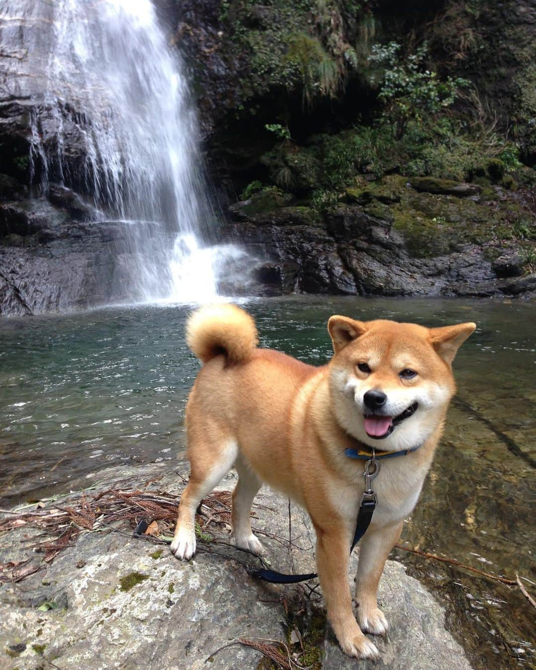 shibainu berryさんのインスタグラム写真 - (shibainu berryInstagram)「Berry 14year-old memorial day✨ ①②③2011 When I met a berry. ④〜⑩2013〜After becoming a berry and a family🐻✨  先日、べりやん14歳の記念日でした🐻🎉 はっきりした誕生日は不明なのでうちに迎えた日が記念日✨ 12年前ぐらい？ 当時勤めていた県外でべりやんと出会って✨あまりお世話されてなくてお世話しだしたことで退職時に引き取ることになって。一人暮らしのアパートで、まだ人馴れしてないべりやんを飼う自信は無く、引き取ったのを機会に徳島の実家に帰ることにして(帰ってからおとんと出会う)。 べりやんと出会っておかんの人生は大幅に変わったと思う😅 あの時、べりやんを引き取らんかったら今も県外で住んでたんかな、と考えるけど、引き取らない選択肢は無かったからこういう運命かな🫶  県外に出てもう帰ってこないのかと思ってた娘が「実家に帰る」と言い出したと思ったら「噛む犬を連れて一緒に帰る」と言い出したけど快く？迎えてくれたジジババ👴👵 その後に出会ったおとんも始めはべりやんにかなり噛まれたけど、少しずつ仲良くなってくれました✨ 家族には本当に感謝です🥰 インスタではたくさん友達もできて、ガウガウだったのが嘘のように今ではすっかり落ち着きました😊  心臓病の手術、腫瘍の摘出手術、靭帯断裂の手術、と色々乗り越えて✨ 最近は耳が遠くなったり、視力が落ちたり(鼻はいい)はあるけど、かなり元気😆 犬にも人にもほぼ興味無いけど、食べ物だけには食いつく😂 これからも体に色んな不調が出てくると思うけど、長生きして欲しいな☺️  ①②③2011年 出会った勤め先で。 かなり荒れてたけど、お世話しだしておかんにはすぐに懐いた😊誰かに愛されたかったんだよね。 ④2013年 徳島。べりやんが若い頃はよく滝巡りに行ってました😆 ⑤2014年 引越し先の大阪の散歩コース！ この頃は散歩1〜2時間と長すぎて大変だった😅 ⑥2016年 珍しく雪が積もって嬉しい☃️ ⑦2016年 冬は実家の庭で毛布にくるまるのが気持ちいい♨️ ⑧2017年 飲み過ぎ注意🍺 ⑨2018年 まだまだ破壊活動が好きだった😳 ⑩2018年 大阪の家 爆睡するおじさん🐻💤  写真見てると思い出がありすぎる〜✨ もう食べ物以外興味無いべりやんやけど、美味しいもの食べて元気で平和に過ごしたいな☺️ #犬の脾臓腫瘍 #犬の腫瘍摘出手術 #僧帽弁閉鎖不全症 #僧帽弁閉鎖不全症の犬 #僧帽弁閉鎖不全症手術済 #僧帽弁閉鎖不全症克服 #柴犬 #柴 #べりやん #べりむく #多頭飼い #徳島 #berry #shiba #shibainu  #shibainumania #ぷにっと部 #口角キュキュッと部 #チーム俺様 →部員絶賛募集中 #shiba_snap #proudshibas #instagramjapan #ふわもこ部 #pecoいぬ部 #pecotv #9gag @9gag @barked」10月16日 20時03分 - shibainu.berry