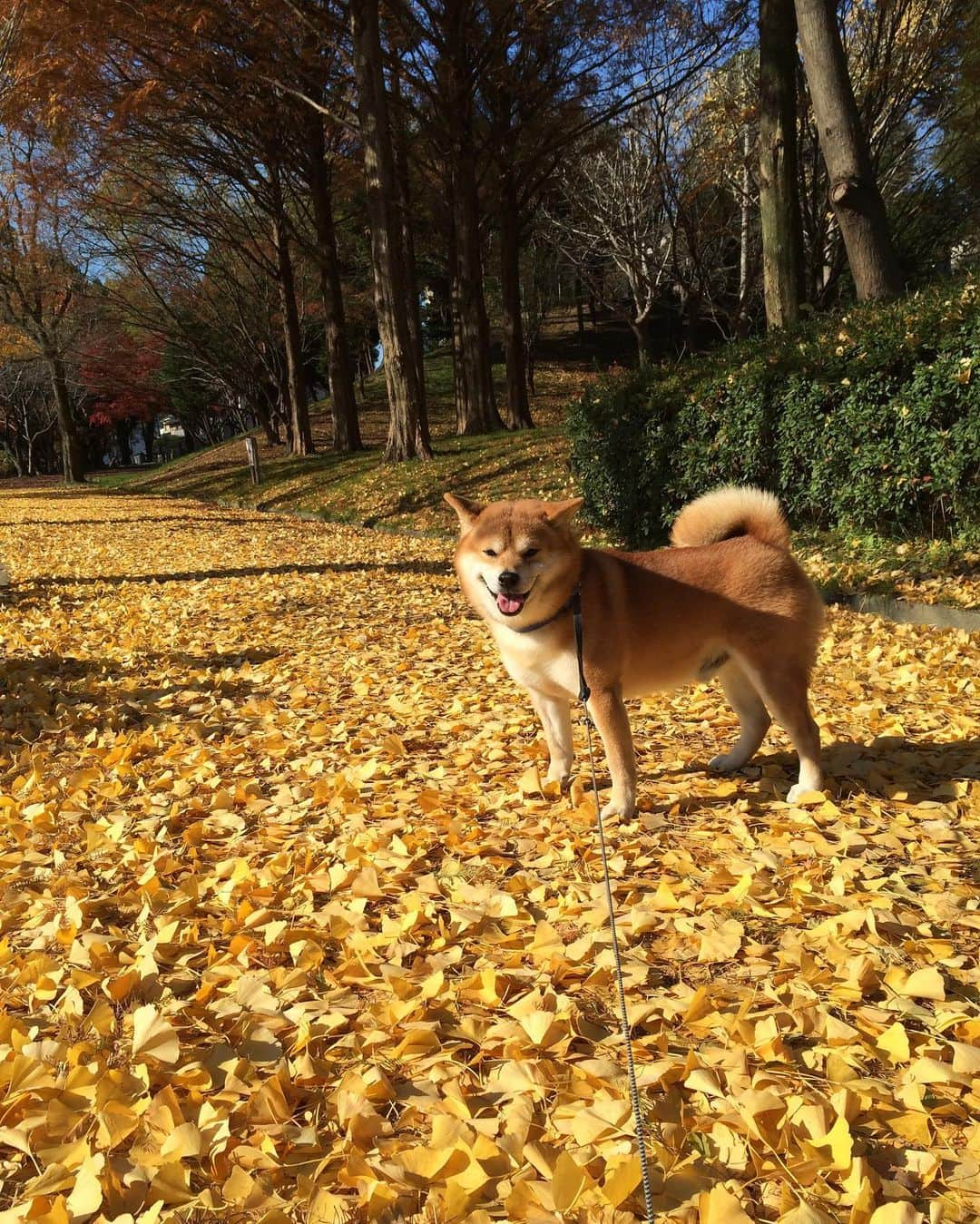 shibainu berryさんのインスタグラム写真 - (shibainu berryInstagram)「Berry 14year-old memorial day✨ ①②③2011 When I met a berry. ④〜⑩2013〜After becoming a berry and a family🐻✨  先日、べりやん14歳の記念日でした🐻🎉 はっきりした誕生日は不明なのでうちに迎えた日が記念日✨ 12年前ぐらい？ 当時勤めていた県外でべりやんと出会って✨あまりお世話されてなくてお世話しだしたことで退職時に引き取ることになって。一人暮らしのアパートで、まだ人馴れしてないべりやんを飼う自信は無く、引き取ったのを機会に徳島の実家に帰ることにして(帰ってからおとんと出会う)。 べりやんと出会っておかんの人生は大幅に変わったと思う😅 あの時、べりやんを引き取らんかったら今も県外で住んでたんかな、と考えるけど、引き取らない選択肢は無かったからこういう運命かな🫶  県外に出てもう帰ってこないのかと思ってた娘が「実家に帰る」と言い出したと思ったら「噛む犬を連れて一緒に帰る」と言い出したけど快く？迎えてくれたジジババ👴👵 その後に出会ったおとんも始めはべりやんにかなり噛まれたけど、少しずつ仲良くなってくれました✨ 家族には本当に感謝です🥰 インスタではたくさん友達もできて、ガウガウだったのが嘘のように今ではすっかり落ち着きました😊  心臓病の手術、腫瘍の摘出手術、靭帯断裂の手術、と色々乗り越えて✨ 最近は耳が遠くなったり、視力が落ちたり(鼻はいい)はあるけど、かなり元気😆 犬にも人にもほぼ興味無いけど、食べ物だけには食いつく😂 これからも体に色んな不調が出てくると思うけど、長生きして欲しいな☺️  ①②③2011年 出会った勤め先で。 かなり荒れてたけど、お世話しだしておかんにはすぐに懐いた😊誰かに愛されたかったんだよね。 ④2013年 徳島。べりやんが若い頃はよく滝巡りに行ってました😆 ⑤2014年 引越し先の大阪の散歩コース！ この頃は散歩1〜2時間と長すぎて大変だった😅 ⑥2016年 珍しく雪が積もって嬉しい☃️ ⑦2016年 冬は実家の庭で毛布にくるまるのが気持ちいい♨️ ⑧2017年 飲み過ぎ注意🍺 ⑨2018年 まだまだ破壊活動が好きだった😳 ⑩2018年 大阪の家 爆睡するおじさん🐻💤  写真見てると思い出がありすぎる〜✨ もう食べ物以外興味無いべりやんやけど、美味しいもの食べて元気で平和に過ごしたいな☺️ #犬の脾臓腫瘍 #犬の腫瘍摘出手術 #僧帽弁閉鎖不全症 #僧帽弁閉鎖不全症の犬 #僧帽弁閉鎖不全症手術済 #僧帽弁閉鎖不全症克服 #柴犬 #柴 #べりやん #べりむく #多頭飼い #徳島 #berry #shiba #shibainu  #shibainumania #ぷにっと部 #口角キュキュッと部 #チーム俺様 →部員絶賛募集中 #shiba_snap #proudshibas #instagramjapan #ふわもこ部 #pecoいぬ部 #pecotv #9gag @9gag @barked」10月16日 20時03分 - shibainu.berry