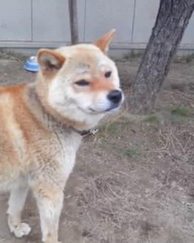 shibainu berryのインスタグラム