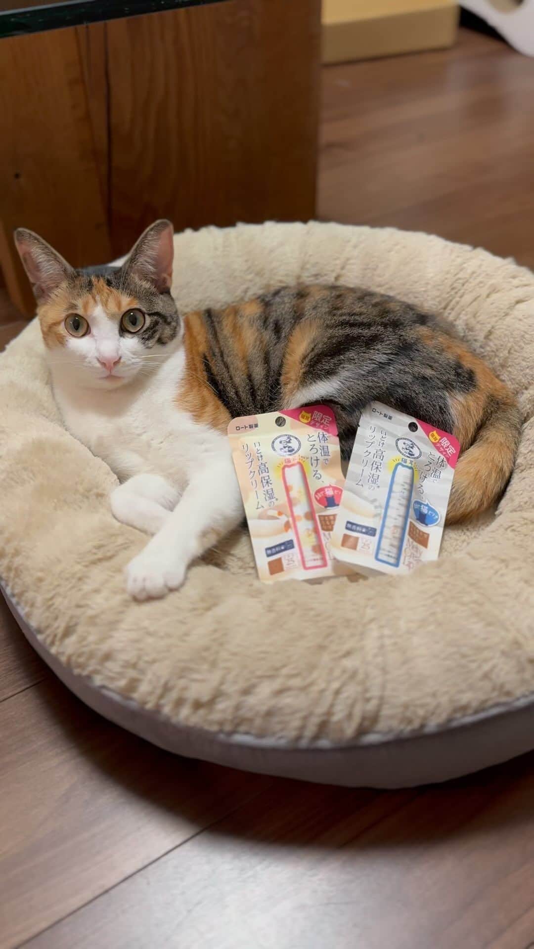 のインスタグラム：「PR動画みたいになったけど、PRではありません😂 夏に限定販売されてたものなんですね！ 姉がやっと買えた〜と送ってくれました😆  #ロート製薬 #ロート製薬リップ #メルティクリームリップ #猫耳　#猫耳リップ #猫好きさんと繋がりたい#三毛猫　#保護猫#三毛猫すず#calico @rohto_official」