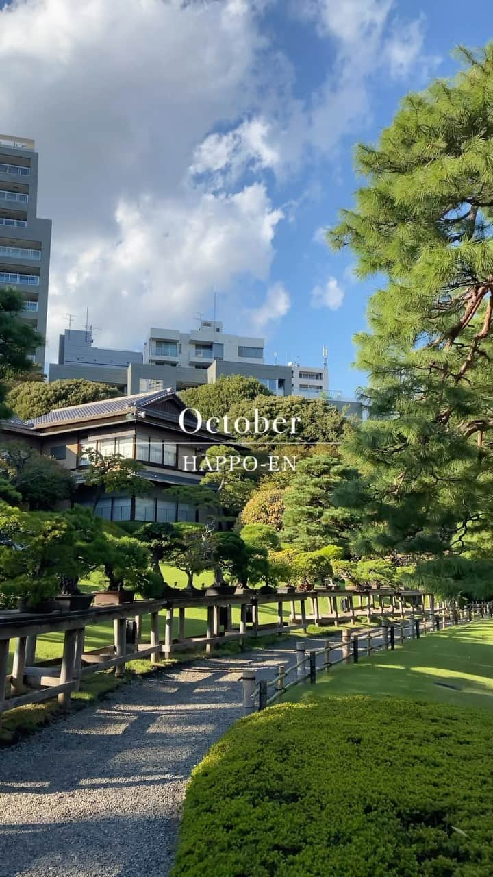 八芳園のインスタグラム：「黄金色の陽射しに照らされる午後の日本庭園。 金木犀の香りと冷たい風が、秋の深まりを感じさせます。  🍂🍁🍂  #八芳園 #happoen #結婚式場 #日本庭園 #寒露 #二十四節気 #散歩  #夕日 #盆栽 #青空 #そらすたぐらむ #bluesky #日本の四季 #今日の空 #イマソラ  #カメラ部 #写真好きな人と繋がりたい #東京カメラ部 #その瞬間に物語を #キリトリセカイ  #japanesegarden #japan_of_insta #jp_views #special_spot #tokyo #japan_daytime_view #ig_jp #japanoinsta #japantravel #tokyotrip」