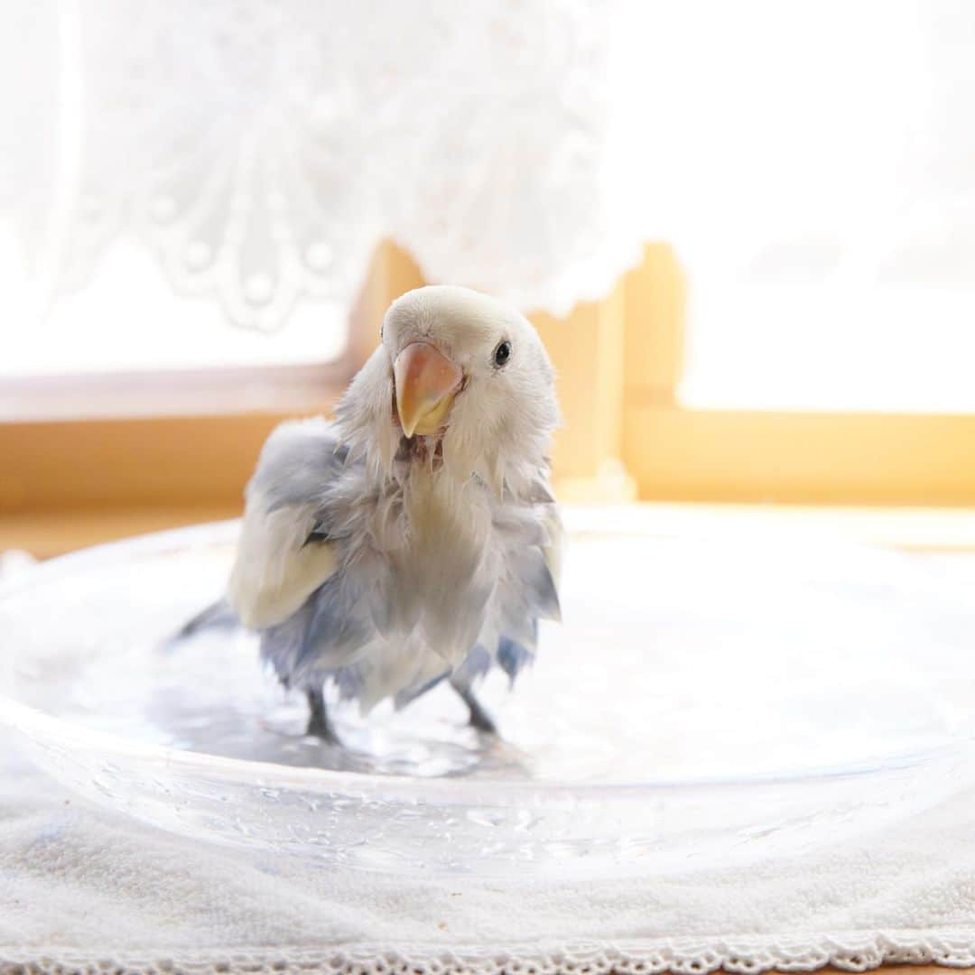 SAORIさんのインスタグラム写真 - (SAORIInstagram)「Rin’s bath time🐣💙 * * 最初の写真が違う生き物みたいで可愛過ぎて😂♡ なんですかね…このかわいいこは！ * * 2023.10.16  #インコ #コザクラ #コザクラインコ #小鳥 #peachfacedlovebird #agapornis #lovebird #bird #parakeet #weeklyfluff #igersjp #Sittich  #perruche #잉꼬 #papagei #papagaio #papağan #thisweekoninstagram」10月16日 20時39分 - ramune0123