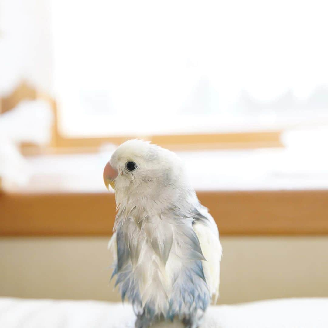 SAORIさんのインスタグラム写真 - (SAORIInstagram)「Rin’s bath time🐣💙 * * 最初の写真が違う生き物みたいで可愛過ぎて😂♡ なんですかね…このかわいいこは！ * * 2023.10.16  #インコ #コザクラ #コザクラインコ #小鳥 #peachfacedlovebird #agapornis #lovebird #bird #parakeet #weeklyfluff #igersjp #Sittich  #perruche #잉꼬 #papagei #papagaio #papağan #thisweekoninstagram」10月16日 20時39分 - ramune0123