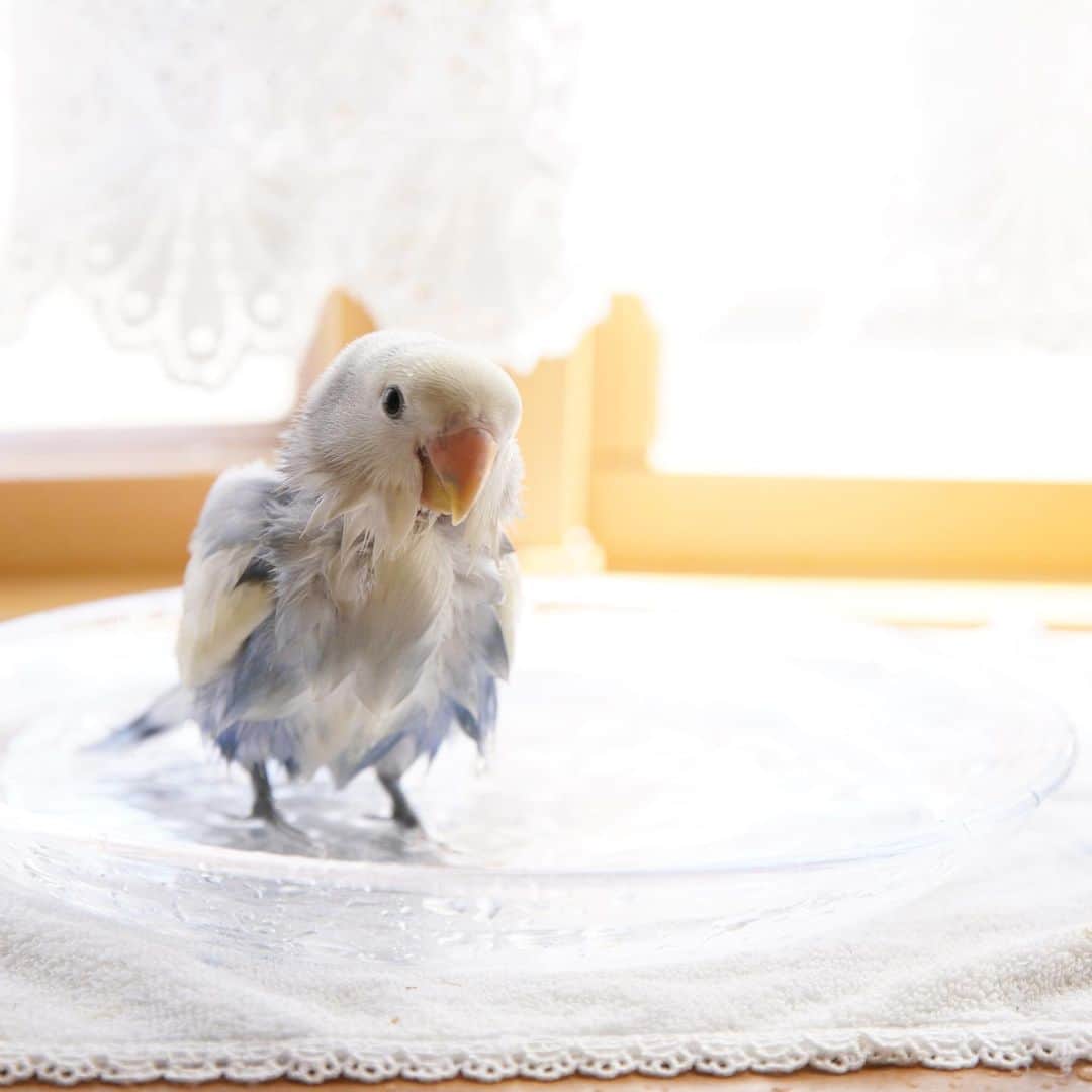 SAORIのインスタグラム：「Rin’s bath time🐣💙 * * 最初の写真が違う生き物みたいで可愛過ぎて😂♡ なんですかね…このかわいいこは！ * * 2023.10.16  #インコ #コザクラ #コザクラインコ #小鳥 #peachfacedlovebird #agapornis #lovebird #bird #parakeet #weeklyfluff #igersjp #Sittich  #perruche #잉꼬 #papagei #papagaio #papağan #thisweekoninstagram」