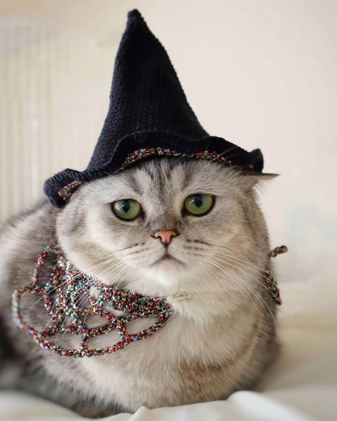 寅次郎（とらちゃん）さんのインスタグラム写真 - (寅次郎（とらちゃん）Instagram)「ちょっとなり切ってみたにゃ😽  ①ハイキング風 ②魔女風   #寅コレ  #スパイダースタイ🕸 #オーサムストア #コスプレ女子  #meowd #9gag #funnycats  #catsofinstagram」10月16日 20時50分 - torachanthecat