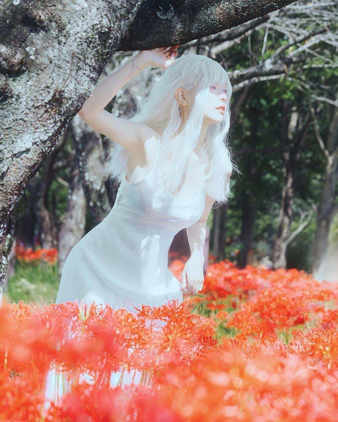 Elyさんのインスタグラム写真 - (ElyInstagram)「Most of the impression I have of the spider lily is that they are a vibrant red.  There are also pure white spider lily, and the contrast between the red and white is truly incredibly beautiful.  Full 21p in this month set B💌  ✧～✧～✧ 印象の中で彼岸花のほとんどは鮮やかな赤色です。 純白の彼岸花もあり、赤と白のコントラストは本当に信じられないほど美しいです!  フル写真セット(21枚)は今月のBセットに収録されています💌  ✧～✧～✧ 印象中的彼岸花大多是鮮紅色的 另外也有純白色的彼岸花，相襯的紅與白真的美的不可思議✨  完整寫真組(21p)收錄在本月B組💌  #ely #elycosplay #original #spiderlily #彼岸花」10月16日 21時04分 - eeelyeee