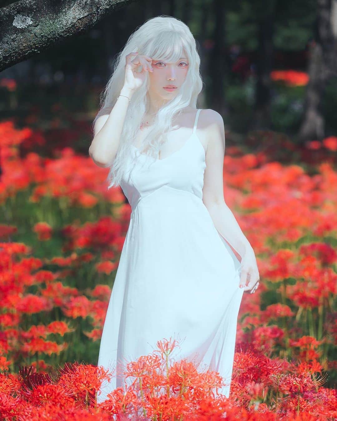 Elyのインスタグラム：「Most of the impression I have of the spider lily is that they are a vibrant red.  There are also pure white spider lily, and the contrast between the red and white is truly incredibly beautiful.  Full 21p in this month set B💌  ✧～✧～✧ 印象の中で彼岸花のほとんどは鮮やかな赤色です。 純白の彼岸花もあり、赤と白のコントラストは本当に信じられないほど美しいです!  フル写真セット(21枚)は今月のBセットに収録されています💌  ✧～✧～✧ 印象中的彼岸花大多是鮮紅色的 另外也有純白色的彼岸花，相襯的紅與白真的美的不可思議✨  完整寫真組(21p)收錄在本月B組💌  #ely #elycosplay #original #spiderlily #彼岸花」