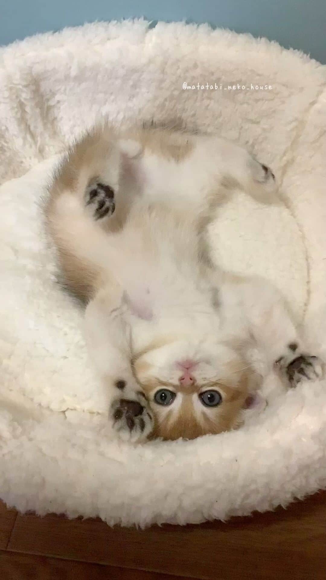 旅猫かあさんのインスタグラム：「🌞BABY CAT  2023年8月30日生まれ  ブリティッシュショートヘア  【長男くん】  💚癒されて〜♪  #またたび猫ハウス　#猫ブリーダー　#子猫販売 #ブリティッシュショートヘア #猫　#子猫　#こねこ　#にゃんすたぐらむ　#britishshorthair #cutepetclub #my_loving_pet #catsofgram #bestmeow #bestcats_oftheworld #cat_features #meowsandwoofs #mofmo #kittensofinstagram #adorable #excellent_cat #igcutest_animals #cat #instacat」