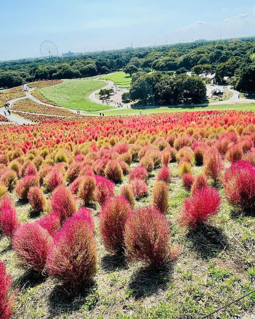 段原瑠々さんのインスタグラム写真 - (段原瑠々Instagram)「🌳  お母さんとコキア見に行った☺️  快晴で空気が澄んでて気持ち良かったです〜！！    #juicejuice #段原瑠々 #国営ひたち海浜公園 #コキア」10月16日 21時12分 - ruru_dambara.official