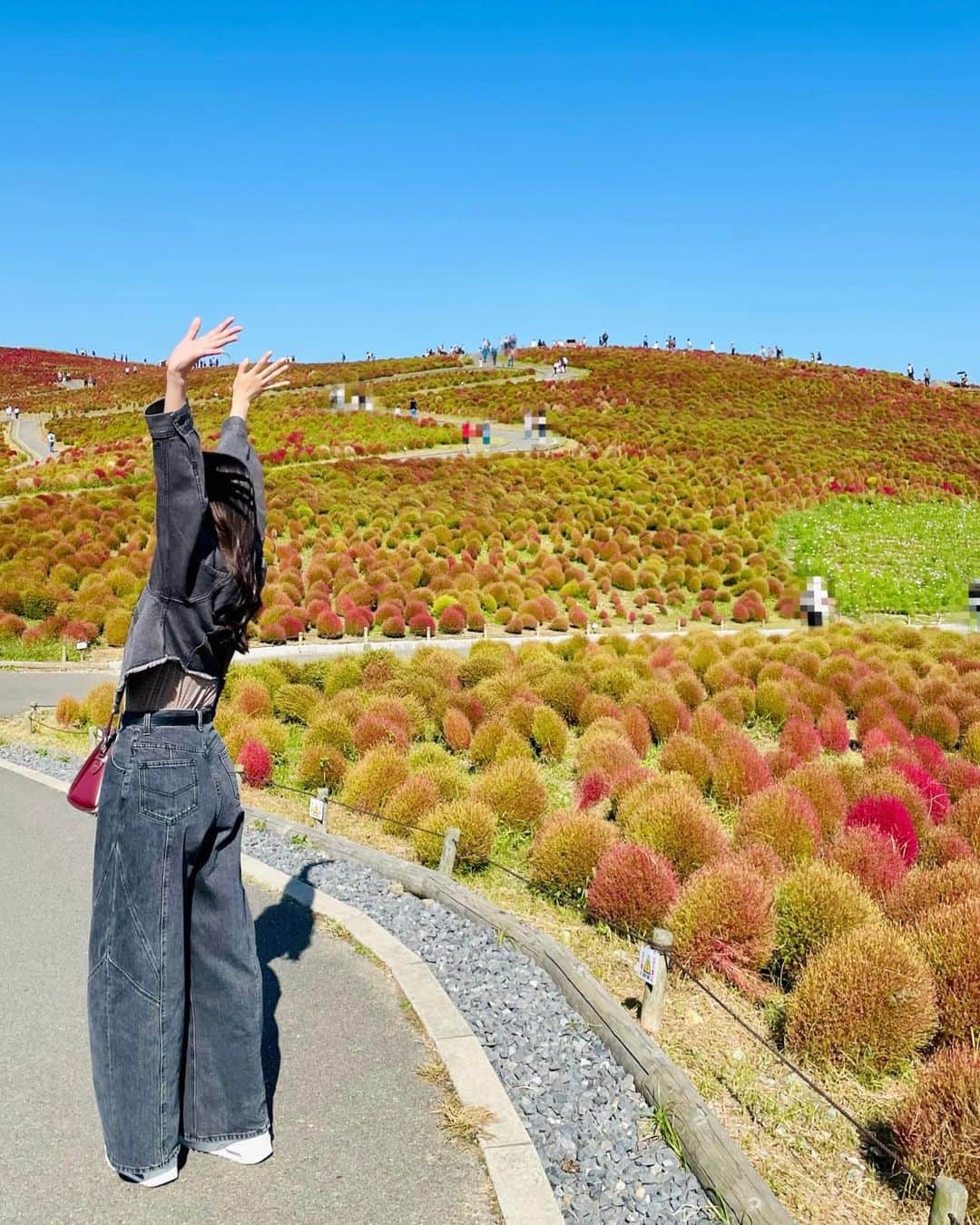 段原瑠々のインスタグラム：「🌳  お母さんとコキア見に行った☺️  快晴で空気が澄んでて気持ち良かったです〜！！    #juicejuice #段原瑠々 #国営ひたち海浜公園 #コキア」