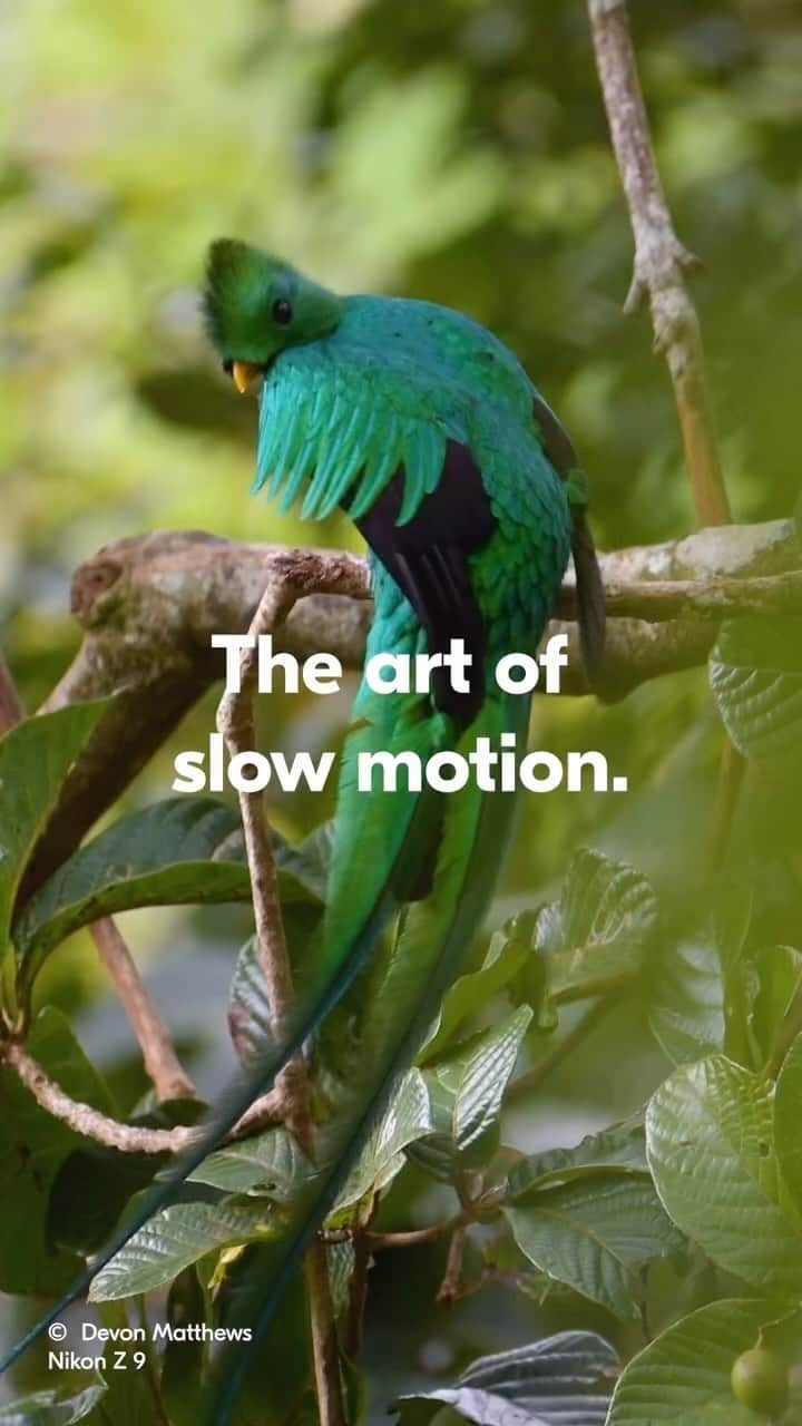 NikonUSAのインスタグラム：「Unlock the world of high-res slow-motion with the Nikon Z series. See why video creators like @dev_shoots and #NikonAmbassador @KristiOdom count on gear like the Z 9 to achieve breathtaking slow-motion footage. With cutting-edge technology, record ultra-smooth, detailed slow-motion footage, whether you’re capturing fast-paced action or subtle nuances. Impressive frame rates and resolution settings provide the flexibility to tailor your slow-motion shots to perfection.    Tag your own slow-motion work with #NikonCreators for a chance to be featured!  #NikonZ9 #SlowMotion #SlowMo #VideoEditing #VideoEffects」