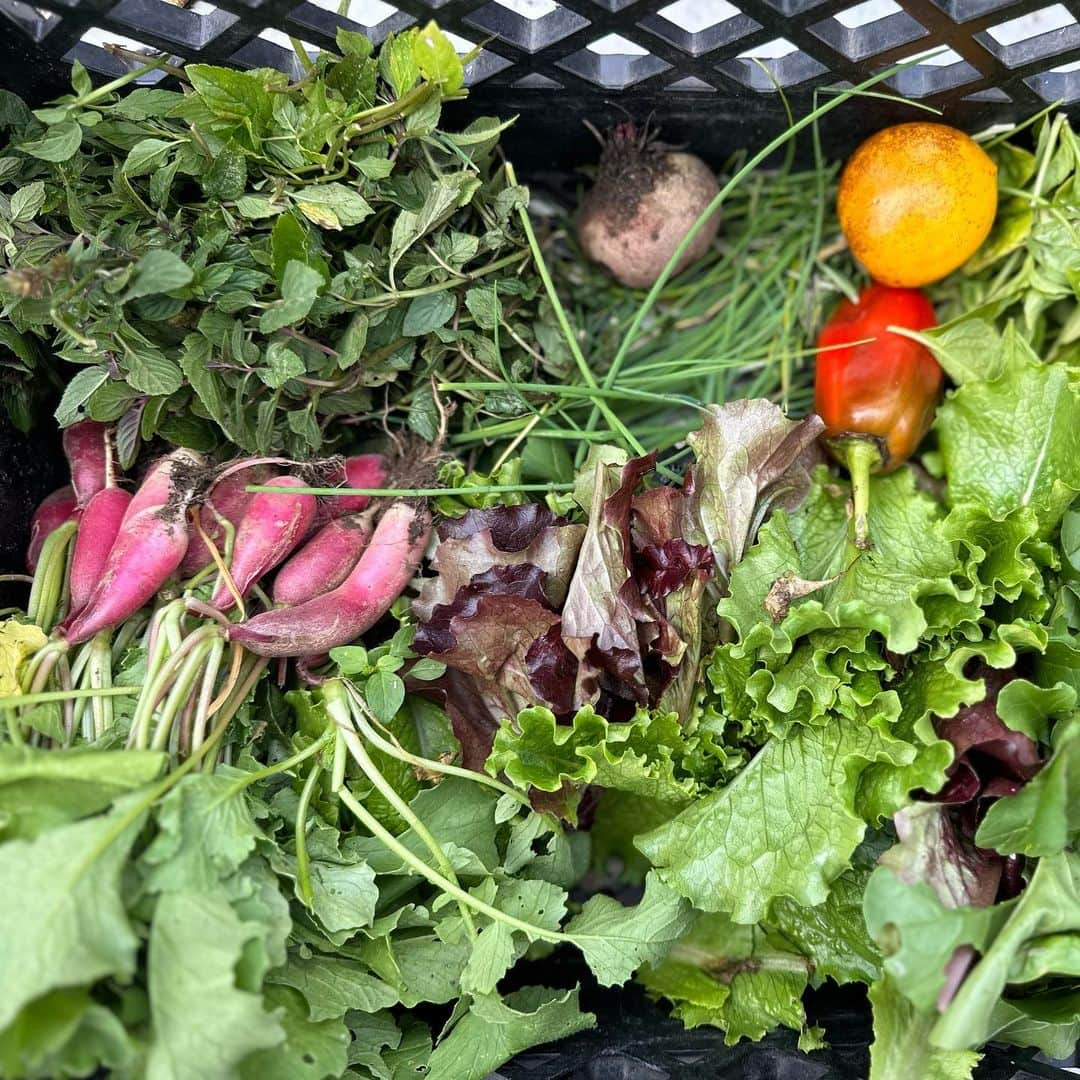 ザックポーゼンさんのインスタグラム写真 - (ザックポーゼンInstagram)「Cherished Sunday with mom and dad, Late Harvests, cleaning out the garden beds, wild watercress, Japanese curry , puppies and my man .🍁🌈. “Nature’s first green is gold, Her hardest hue to hold. Her early leaf’s a flower; But only so an hour. Then leaf subsides to leaf. So Eden sank to grief, So dawn goes down to day. Nothing gold can stay.” #RobertFrost」10月17日 2時48分 - zacposen