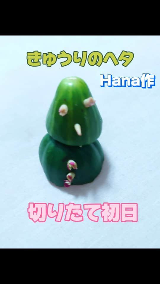 ピーチフラワーのインスタグラム：「· きゅうり🥒のヘタでかわいいきゅうりだるま君を作ったHana。 毎日、きゅうりだるま君を観察していたらこんな事になってしまいました😱 · · #きゅうり大好き #変貌  #観察  #10日経ってもかわいくて手放せない #ピーチフラワー #三姉妹 #バイリンガル」