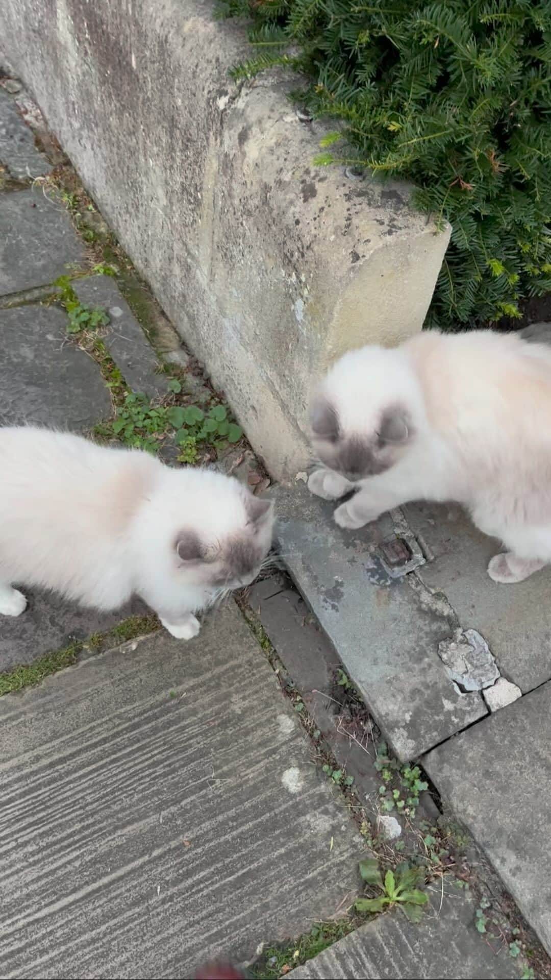 リアン・ラ・ハヴァスのインスタグラム：「What I hope heaven is like 🐈 🤍🐈」