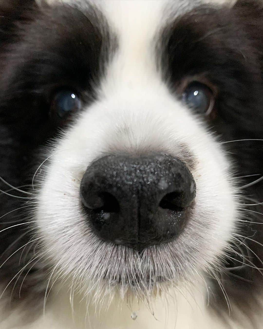 犬バカ部宣伝部長のインスタグラム：「そらちん❤️ 喋れないだけで何言ってるか分かってくれるもんね🐼 ほんと犬って聞き上手🖐️🥺 一緒にいると風邪ひきにくいし🖐️😋 免疫強くなってるのか？🤣 けど腰痛は違うみたいね🤣 今は腰調子いいけど🎵 ⁡ #犬バカ部 #bordercollie #ボーダーコリー #dog #犬 #白黒 #そら #ふにゃボダ部 #ボダ娘」
