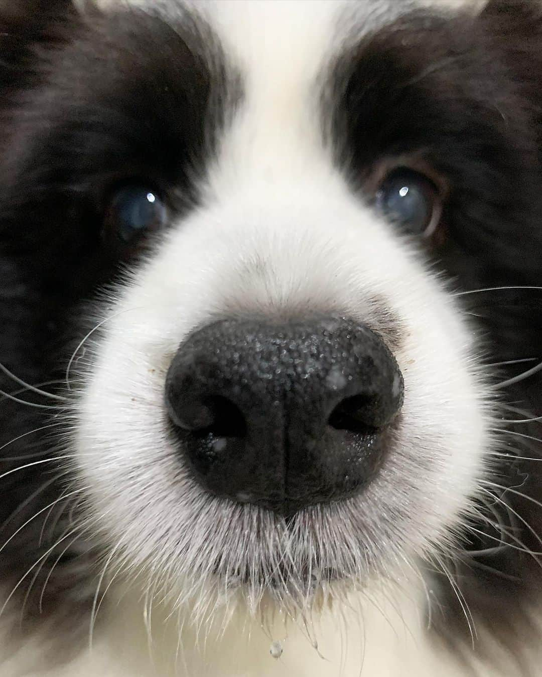 犬バカ部宣伝部長さんのインスタグラム写真 - (犬バカ部宣伝部長Instagram)「そらちん❤️ 喋れないだけで何言ってるか分かってくれるもんね🐼 ほんと犬って聞き上手🖐️🥺 一緒にいると風邪ひきにくいし🖐️😋 免疫強くなってるのか？🤣 けど腰痛は違うみたいね🤣 今は腰調子いいけど🎵 ⁡ #犬バカ部 #bordercollie #ボーダーコリー #dog #犬 #白黒 #そら #ふにゃボダ部 #ボダ娘」10月16日 21時24分 - umetaturou