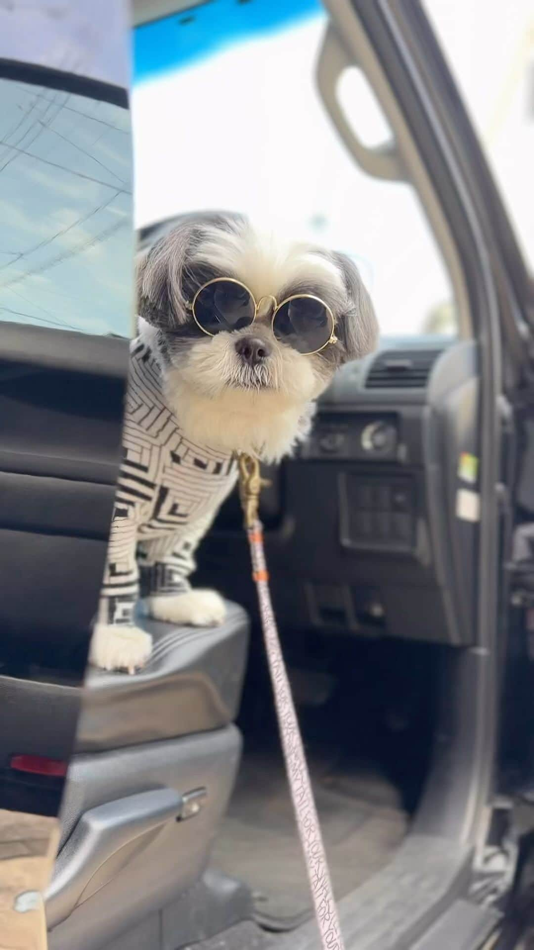 いくらのインスタグラム：「Dad's face is reflected in the sunglasses🤭🧔‍♂️🫵 ・ 父ちゃん… ・ グラサンから顔が反射してっから🤣🫵💕 ・ ・ #ジョソレノソ #シーズー #シーズーlove #ロングまつ毛ワンコの会 #いぬのきもち部 #いぬのきもち #鼻ぺちゃ犬 #短足犬 #いぬすたぐらむ #愛犬 #犬 #shihtzu #shihtzulovers #shihtzulove #shihtzugram #dog #dogsofinstagram #shihtzulover #shihtzumania #dogstagram #shihtzusgram #cute #dogs #shihtzu_feature #instadog」