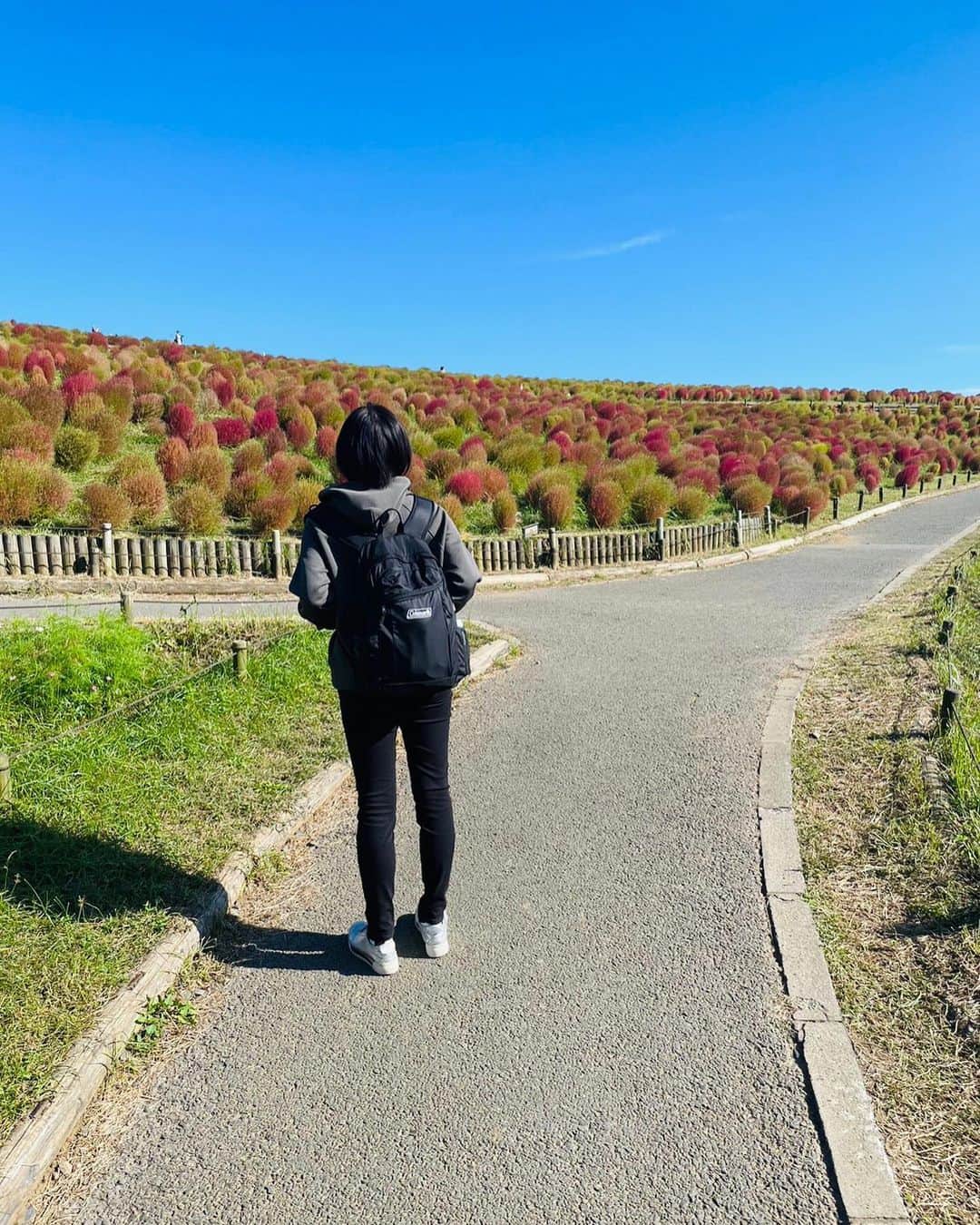 佐古真弓さんのインスタグラム写真 - (佐古真弓Instagram)「#秋休み   #ひたち海浜公園   #ひたち海浜公園と私   #コキア   #コスモス   思い立ってコキアの紅葉を見に茨城へ。  緑と赤のグラデーションが青空に映えて美しい。  コスモスも咲き誇って、清々しい秋の日を満喫して来ました。  広大な園内をレンタル自転車で移動して、気持ちよかった！  6枚目、道に迷った人みたい。  実際、よく迷いますけどもね。」10月16日 22時01分 - _sacomayumi_