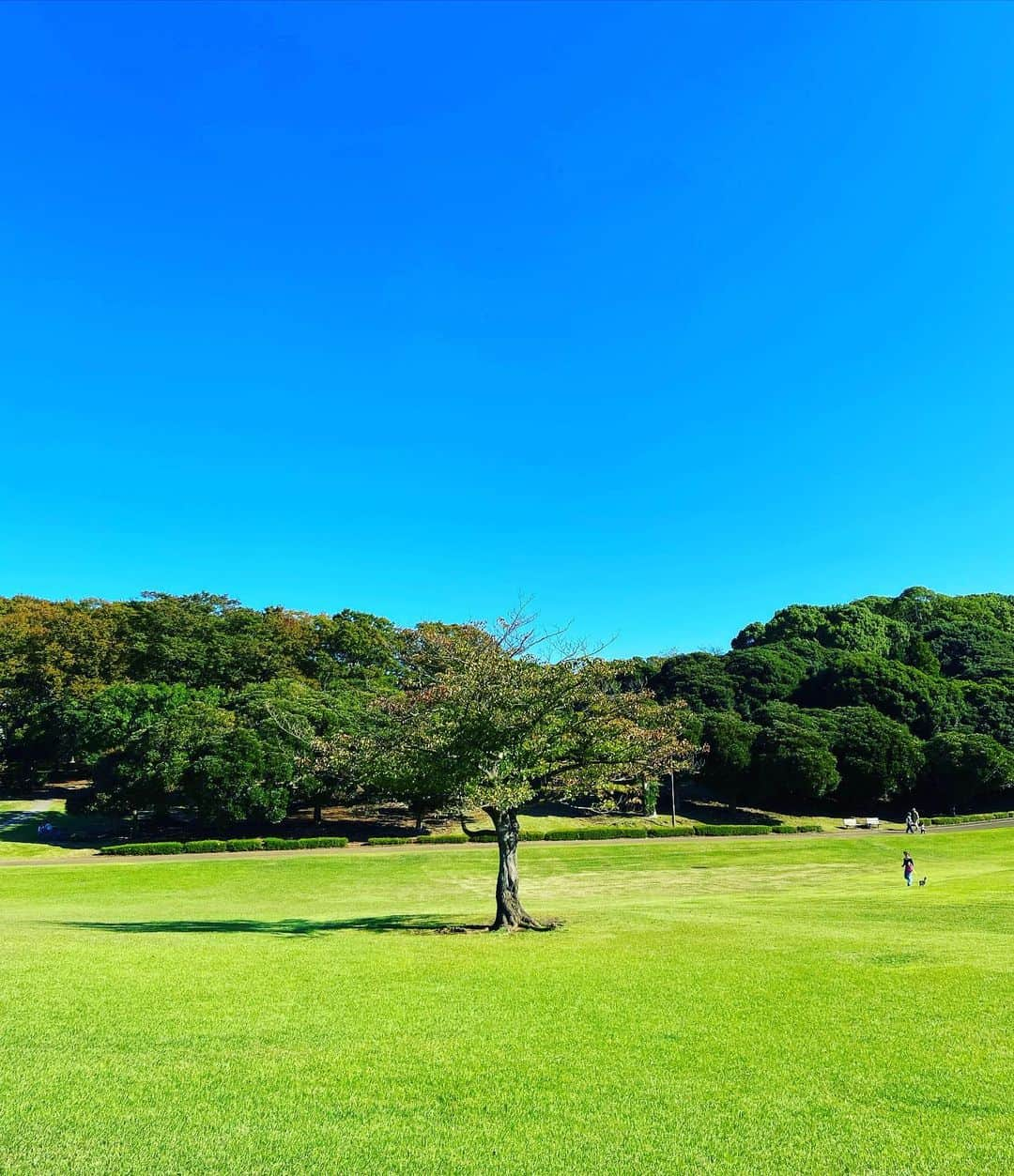 平子理沙さんのインスタグラム写真 - (平子理沙Instagram)「今日は横浜にある 根岸森林公園で青空散歩🚶💕 キンモクセイの香りに癒され、きれいなコスモスの花に癒され🌸 キラキラした緑に癒されて🌳✨✨ たまに木に抱きついてアーシング。 青空のブルーと葉の グリーンのコントラストが大好き🩵💚 キンモクセイの香りもだーい好き🧡 🌿🌿🌿🌿🌿🌿🌿🌿🌿🌿🌿🌿  #キンモクセイ🧡#コスモス🌸 #りちゃんぽ #lifestyle#nature💚#fashion#beauty#risahirako #平子理沙」10月16日 22時11分 - risa_hirako