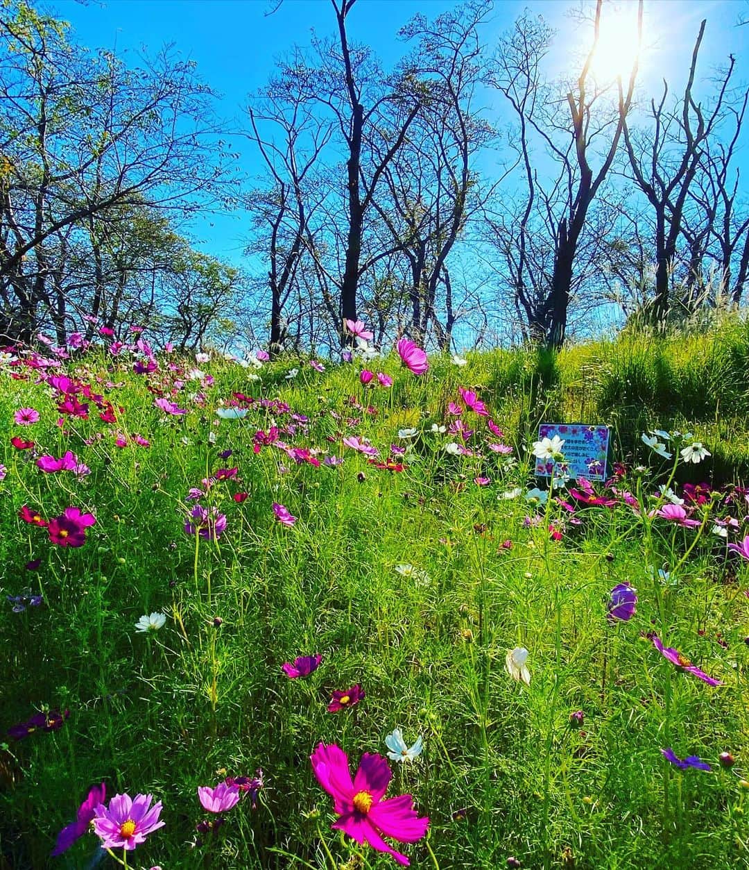 平子理沙さんのインスタグラム写真 - (平子理沙Instagram)「今日は横浜にある 根岸森林公園で青空散歩🚶💕 キンモクセイの香りに癒され、きれいなコスモスの花に癒され🌸 キラキラした緑に癒されて🌳✨✨ たまに木に抱きついてアーシング。 青空のブルーと葉の グリーンのコントラストが大好き🩵💚 キンモクセイの香りもだーい好き🧡 🌿🌿🌿🌿🌿🌿🌿🌿🌿🌿🌿🌿  #キンモクセイ🧡#コスモス🌸 #りちゃんぽ #lifestyle#nature💚#fashion#beauty#risahirako #平子理沙」10月16日 22時11分 - risa_hirako