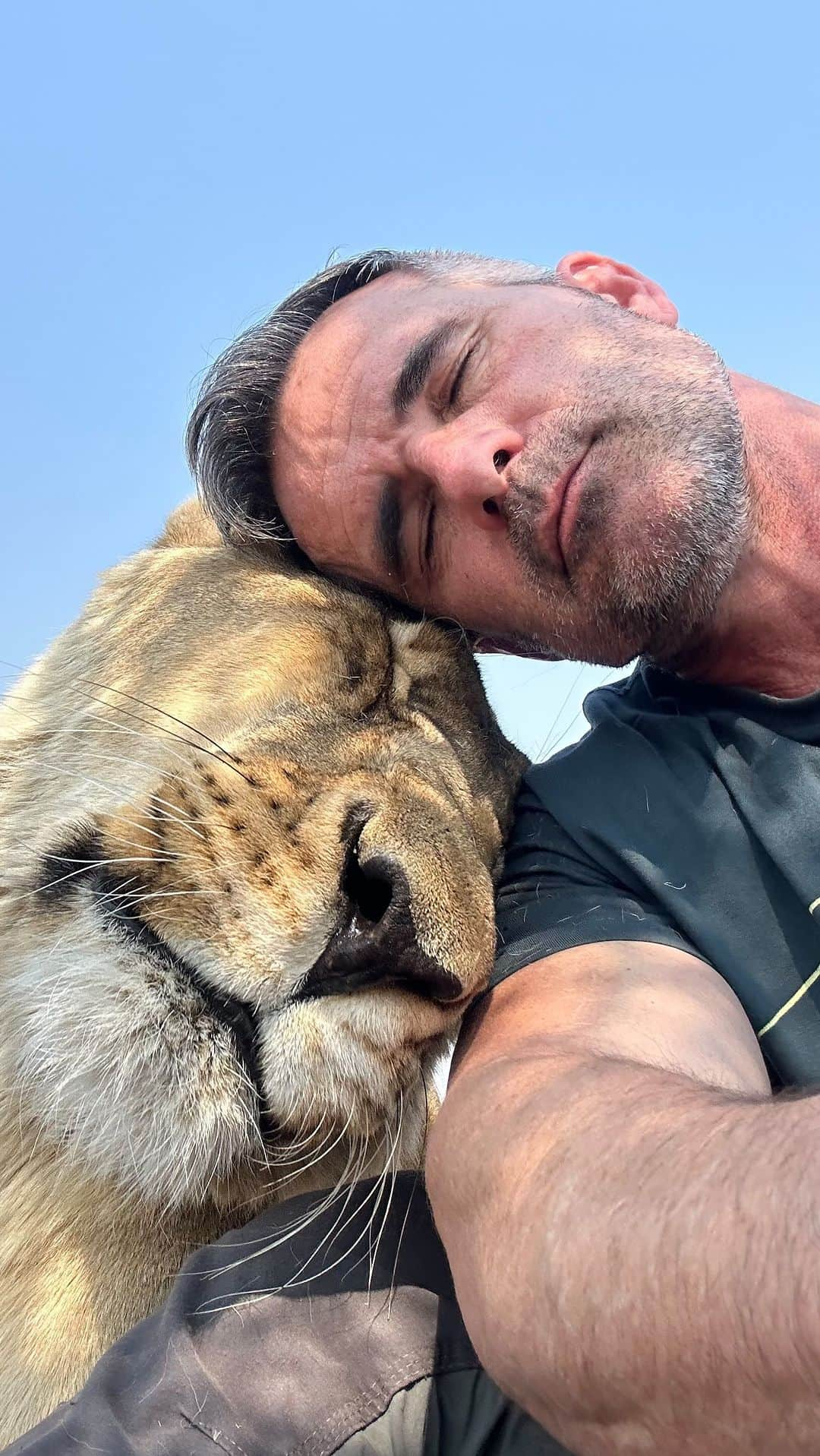 Kevin Richardson LionWhisperer のインスタグラム：「It’s that time of the year again when flies become a real problem. Shoo fly does the job but applying it to lions can be challenging. The lionesses are always so much more compliant than the lions. I think they think it’s anti ageing cream or something! 😅 I just wish they made this stuff in lion sized tubes! #shoofly #flies #fliesbegone #happycats #spoiledcatsofinstagram #citronella」