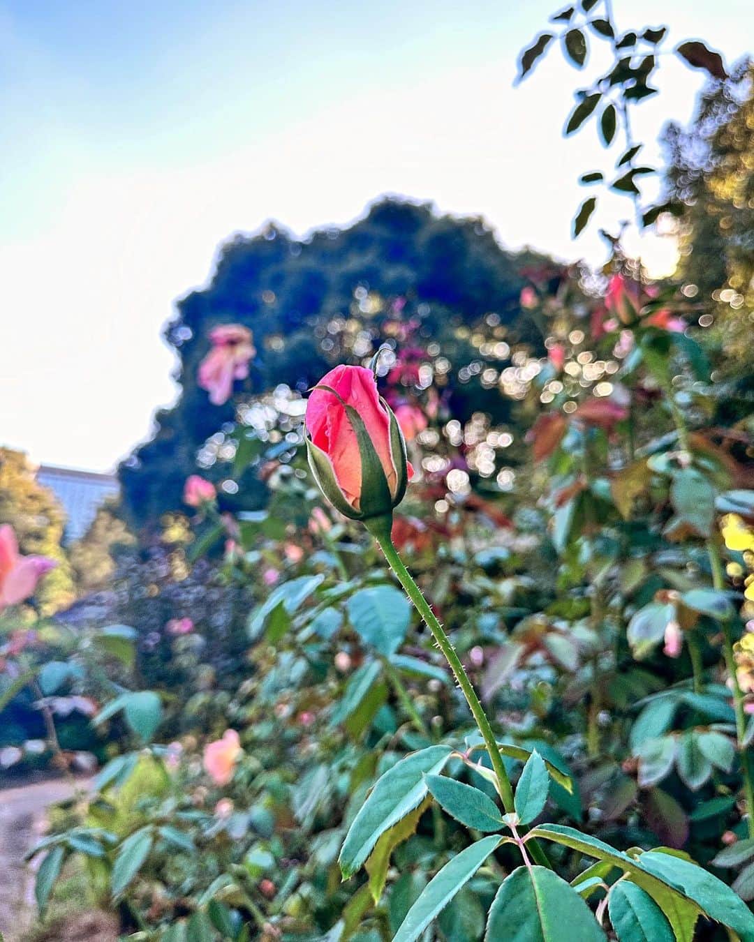 井上ほの花のインスタグラム：「⭐️🐥  今日は久しぶりにあかねちゃんとランチしました！いっぱい食べた〜から 公園ぷらぷらしたり沢山お話しをしました♪楽しかったです♡ ✴︎太陽が眩しすぎたので光合成日和？でした」