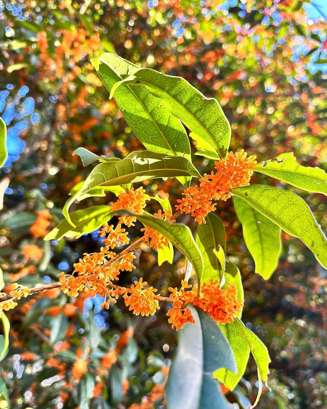 井上ほの花のインスタグラム：「⭐️🐣  金木犀おおおおおっきかった！！！！ どーーんって感じでした！！！ 最近は銀木犀探しながら歩いたりしてま〜す♪ なかなか見つけられない。出会いたいよ、銀木犀。」