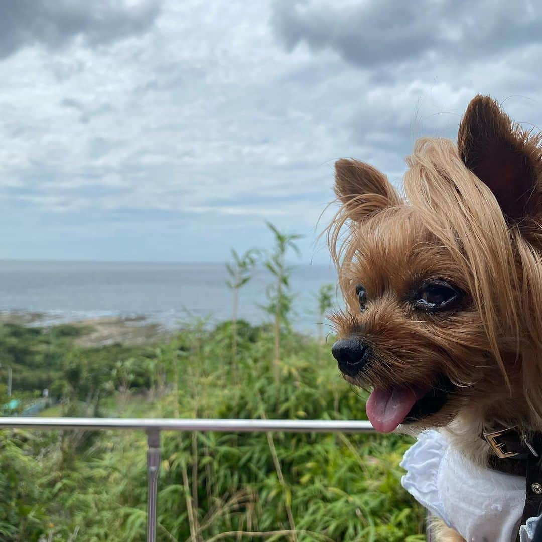 Rubyさんのインスタグラム写真 - (RubyInstagram)「📸2023.9.3 📍 洲崎神社(千葉県館山市)  吉方位取りで館山に行きました。  館山は一ノ宮が２つある不思議な場所。 今まで安房神社しか行った事なかったので洲崎神社も参拝。  急な階段がきつかった💦 富士山がのぞめる鳥居。 写真だとわからないけど富士山がきれいに見えました。  ⚠️ワンコと参拝しても大丈夫か確認してからお参りしました  #ヨーキー #ヨークシャテリア #yorkie #yorkshireterrier #ヨーキー好きと繋がりたい #犬のいる暮らし #pecoいぬ部 #rubyの神社仏閣詣り #吉方位 #吉方位取り #吉方位旅行」10月16日 22時43分 - ruby_the_yorkie