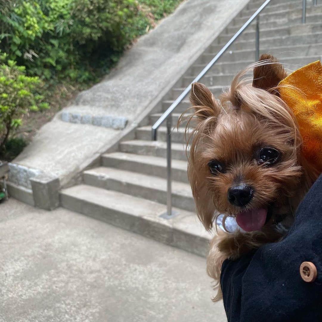 Rubyさんのインスタグラム写真 - (RubyInstagram)「📸2023.9.3 📍 洲崎神社(千葉県館山市)  吉方位取りで館山に行きました。  館山は一ノ宮が２つある不思議な場所。 今まで安房神社しか行った事なかったので洲崎神社も参拝。  急な階段がきつかった💦 富士山がのぞめる鳥居。 写真だとわからないけど富士山がきれいに見えました。  ⚠️ワンコと参拝しても大丈夫か確認してからお参りしました  #ヨーキー #ヨークシャテリア #yorkie #yorkshireterrier #ヨーキー好きと繋がりたい #犬のいる暮らし #pecoいぬ部 #rubyの神社仏閣詣り #吉方位 #吉方位取り #吉方位旅行」10月16日 22時43分 - ruby_the_yorkie