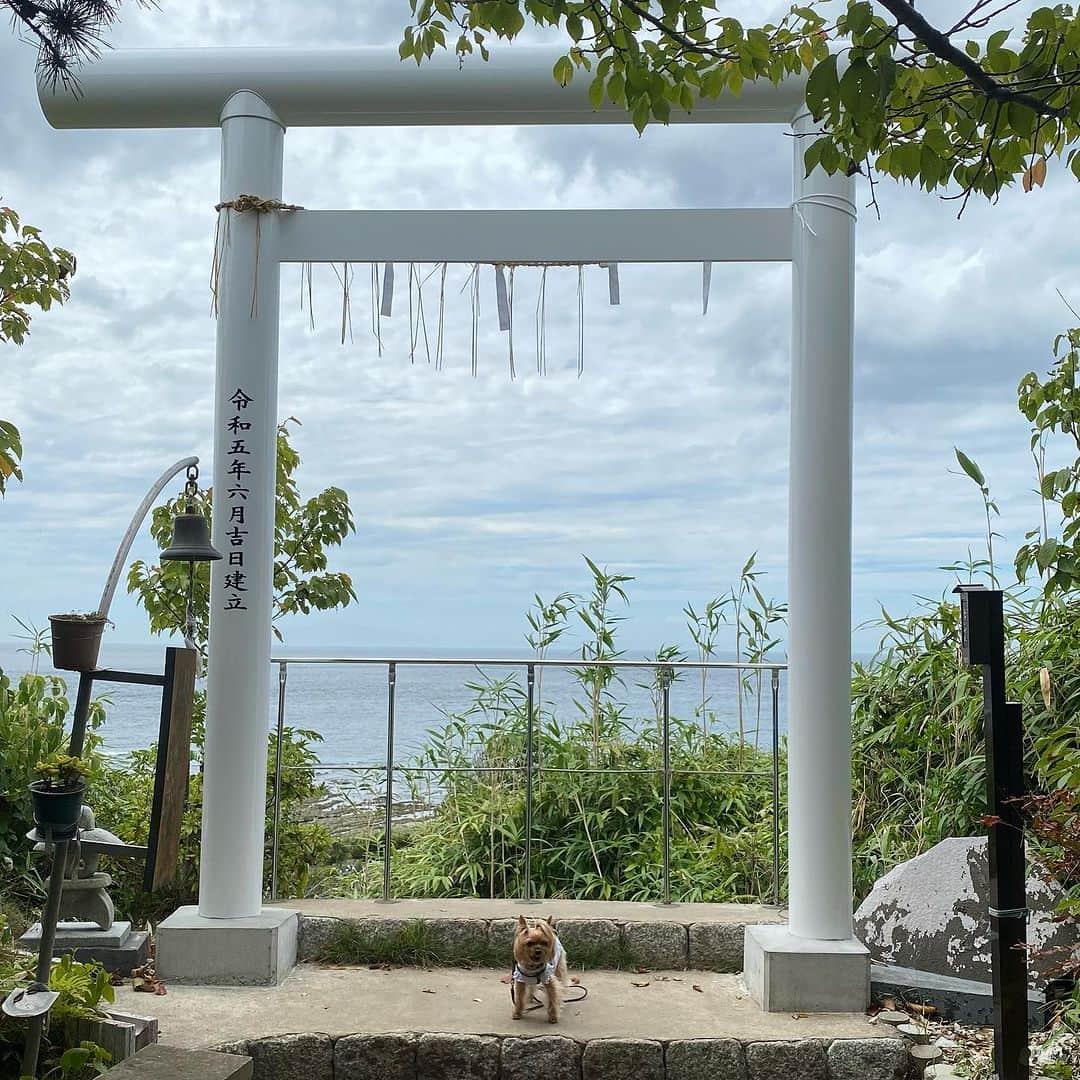 Rubyのインスタグラム：「📸2023.9.3 📍 洲崎神社(千葉県館山市)  吉方位取りで館山に行きました。  館山は一ノ宮が２つある不思議な場所。 今まで安房神社しか行った事なかったので洲崎神社も参拝。  急な階段がきつかった💦 富士山がのぞめる鳥居。 写真だとわからないけど富士山がきれいに見えました。  ⚠️ワンコと参拝しても大丈夫か確認してからお参りしました  #ヨーキー #ヨークシャテリア #yorkie #yorkshireterrier #ヨーキー好きと繋がりたい #犬のいる暮らし #pecoいぬ部 #rubyの神社仏閣詣り #吉方位 #吉方位取り #吉方位旅行」