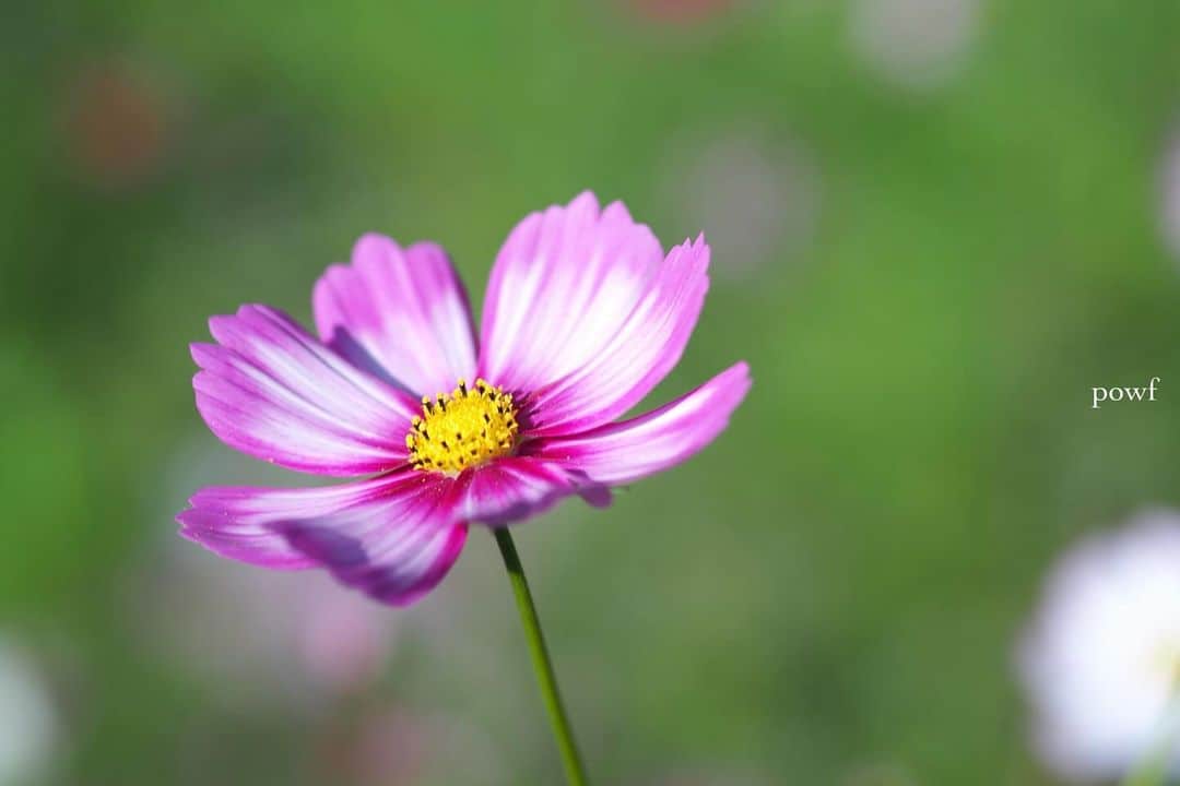 anemone_69のインスタグラム：「. . そういえば 10月13日でインスタをはじめて まる13年になりました。 . 10月1日からステマ禁止に なったようですが、 私がここで紹介しているものは 私が普段実際に使っていて いいなと思うものだけです(キッパリ)。 . . #コスモス #秋桜 #昭和記念公園 . . .」