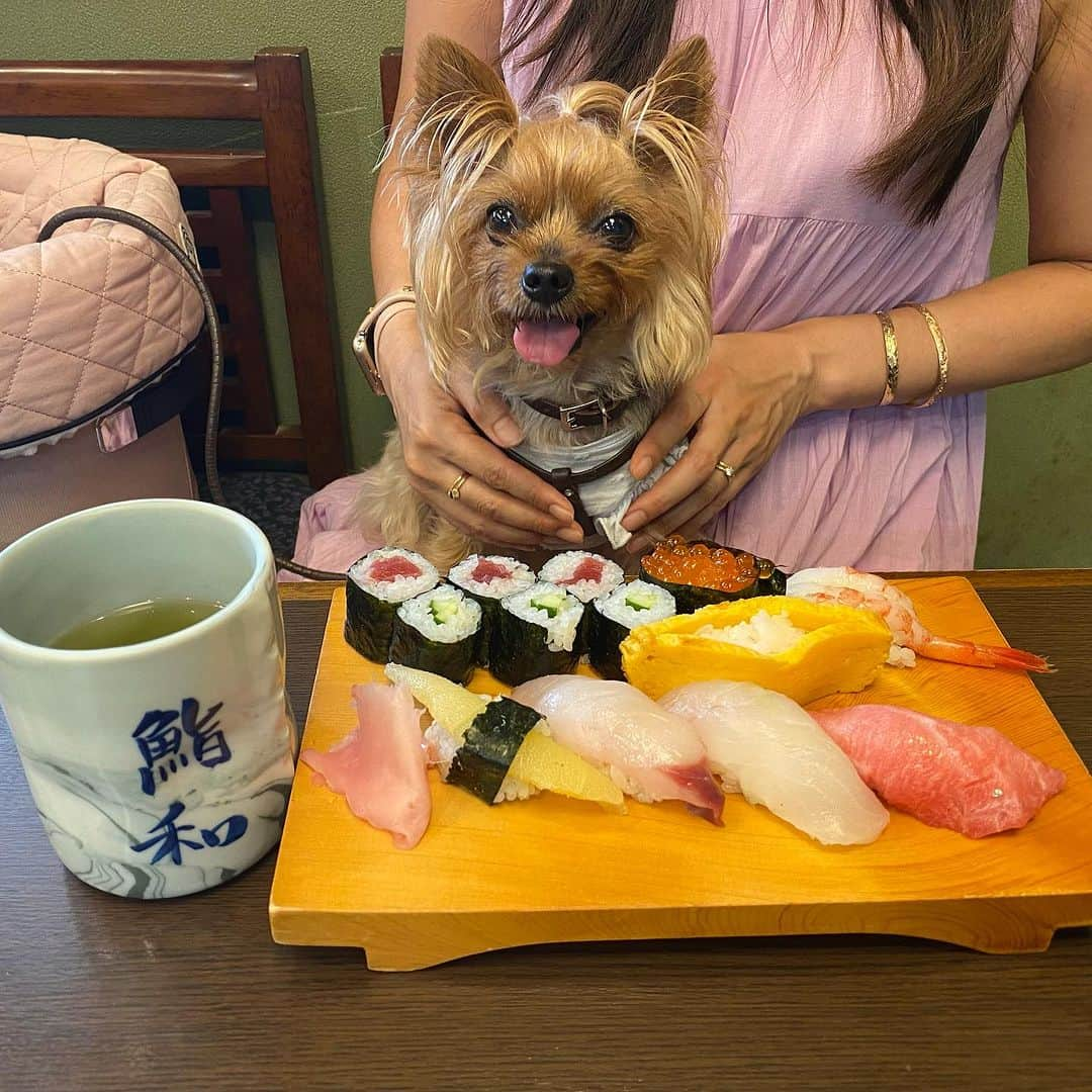 Rubyのインスタグラム：「📸2023.9.3 📍鮨和(千葉県館山市)  館山にワンコと入れるお寿司屋さん🍣があると聞き こちら方面に行く時に伺おうと決めていました。  お店の入り口にもワンコの置物がいくつもあって ワンコフレンドリーが溢れ出ていました💓 嬉しいしありがたいね  ルビたんも嬉しそう。 お寿司にも興味津々(2枚目) これはなんだろうってじっくり吟味していました。  美味しかった。ご馳走様でした😋 また館山行く時は寄りたいです。  #ヨーキー #ヨークシャテリア #yorkie #yorkshireterrier #ヨーキー好きと繋がりたい #犬のいる暮らし #pecoいぬ部 #ぐるわん #rubyとカフェとわたし  #関東おでかけわんこ」