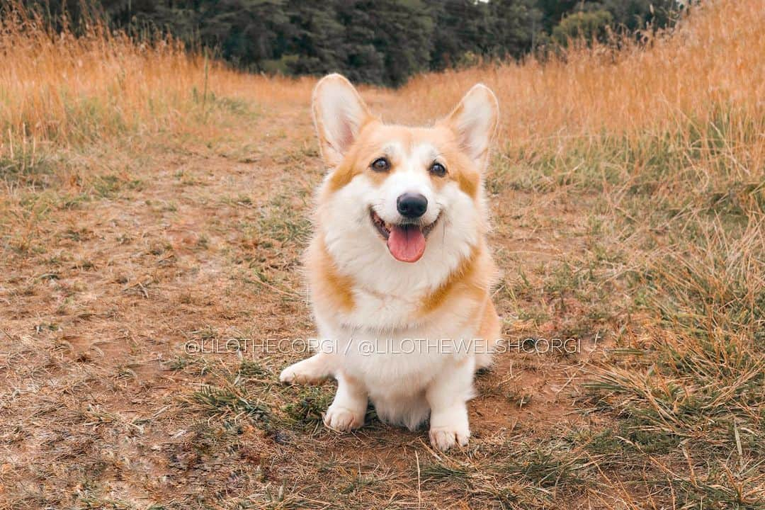 Liloのインスタグラム：「As the world transforms into a canvas of autumn hues, I can’t help but be mesmerized by the beauty of fall. 🍁✨ Nature’s artistry at its finest! #FallMagic #Corgi   ⁣ . ⁣ .⁣ .⁣ .⁣ .⁣  #corgis #corgicommunity #corgiaddict #dogstagram #corgidog #corgilover #corgination #dog #corgipuppy #corgiworld #dogs #corgilife #pembrokewelshcorgi #corgigram #weeklyfluff #corgilovers #corgistagram #corgisofinstagram #corgilove #dogsofinstagram #corgiplanet #puppy #welshcorgi #fall」