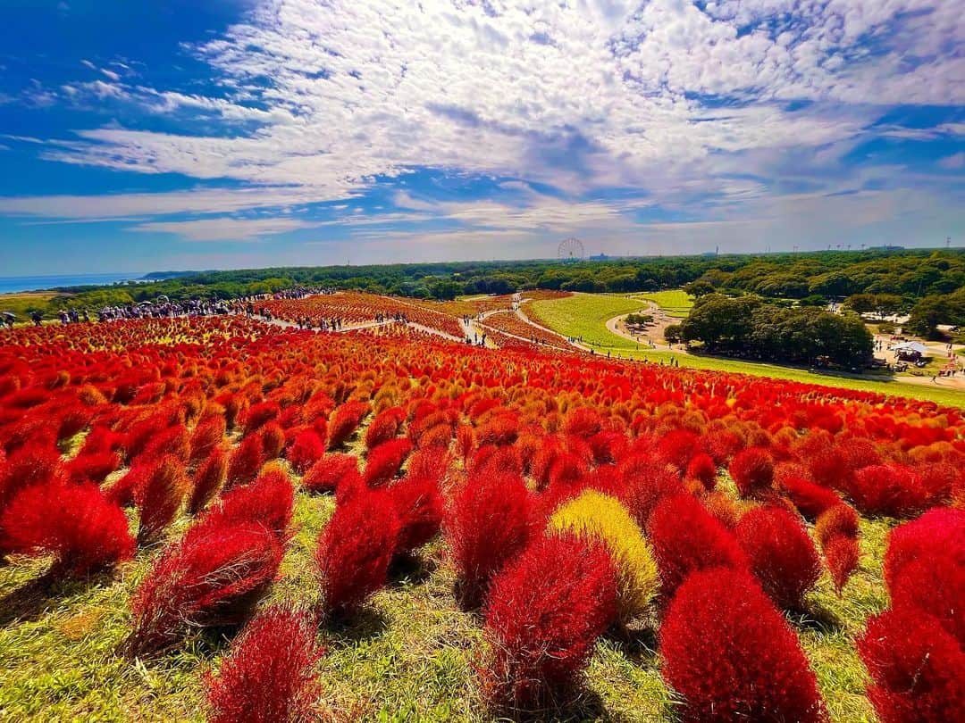 澤田百合亜のインスタグラム：「真っ赤🔥  #コキアの丘  #コキア #ひたちなか海浜公園  #ひたちなか  #茨城県」