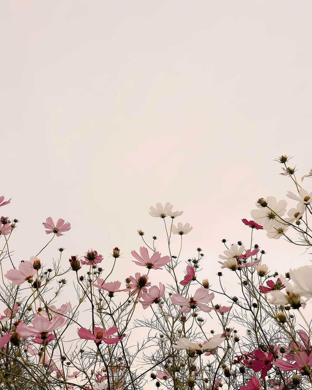 yukaのインスタグラム：「曇り、コスモス。  #genic_mag #reco_ig  #as_archive  #iedemo_graphy #jp_mood #best_photogram #ShotOniphone #tv_flowers #私の花の写真 #tv_fadingbeauty #best_moment_flower #bus_flowers #花フレンド #flowerstagram #ig_flowers #flowerphotography #コスモス #cosmos  #秋桜」