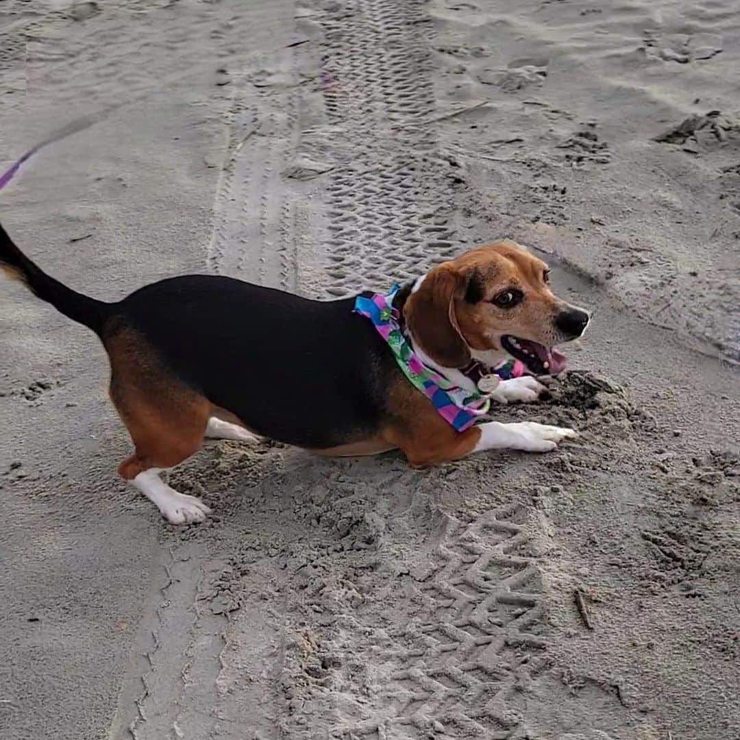 DogsOf Instagramさんのインスタグラム写真 - (DogsOf InstagramInstagram)「Starting Monday off on the right paw with our DOG OF THE WEEK @that.pup.zoey 😍  Zoey is a 5-year-old beagle baby living in South Carolina.She is the queen of cuteness and loves doing zoomies at the beach, sunbathing, going to the park, sniffing the trail of deer, and eating rotisserie chicken. Zoey is the best friend I could ever ask for.  Thanks for sharing with us @that.pup.zoey! Submit your dog to be featured in our bio 🔗 . .  #dailyfluff #dogoftheweek #dogsofinstagram #beaglegram #weeklyfluff #happydoggo」10月17日 0時02分 - dogsofinstagram