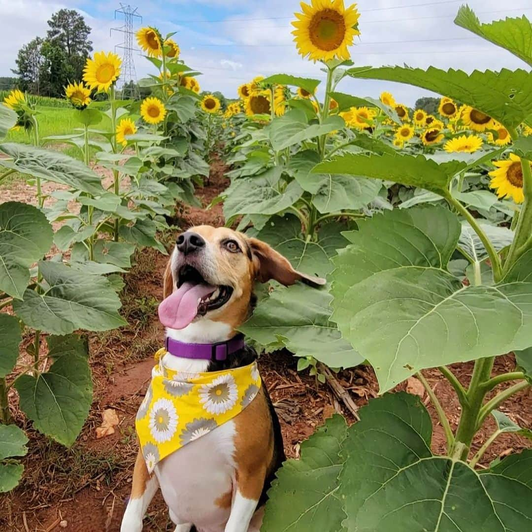 DogsOf Instagramさんのインスタグラム写真 - (DogsOf InstagramInstagram)「Starting Monday off on the right paw with our DOG OF THE WEEK @that.pup.zoey 😍  Zoey is a 5-year-old beagle baby living in South Carolina.She is the queen of cuteness and loves doing zoomies at the beach, sunbathing, going to the park, sniffing the trail of deer, and eating rotisserie chicken. Zoey is the best friend I could ever ask for.  Thanks for sharing with us @that.pup.zoey! Submit your dog to be featured in our bio 🔗 . .  #dailyfluff #dogoftheweek #dogsofinstagram #beaglegram #weeklyfluff #happydoggo」10月17日 0時02分 - dogsofinstagram