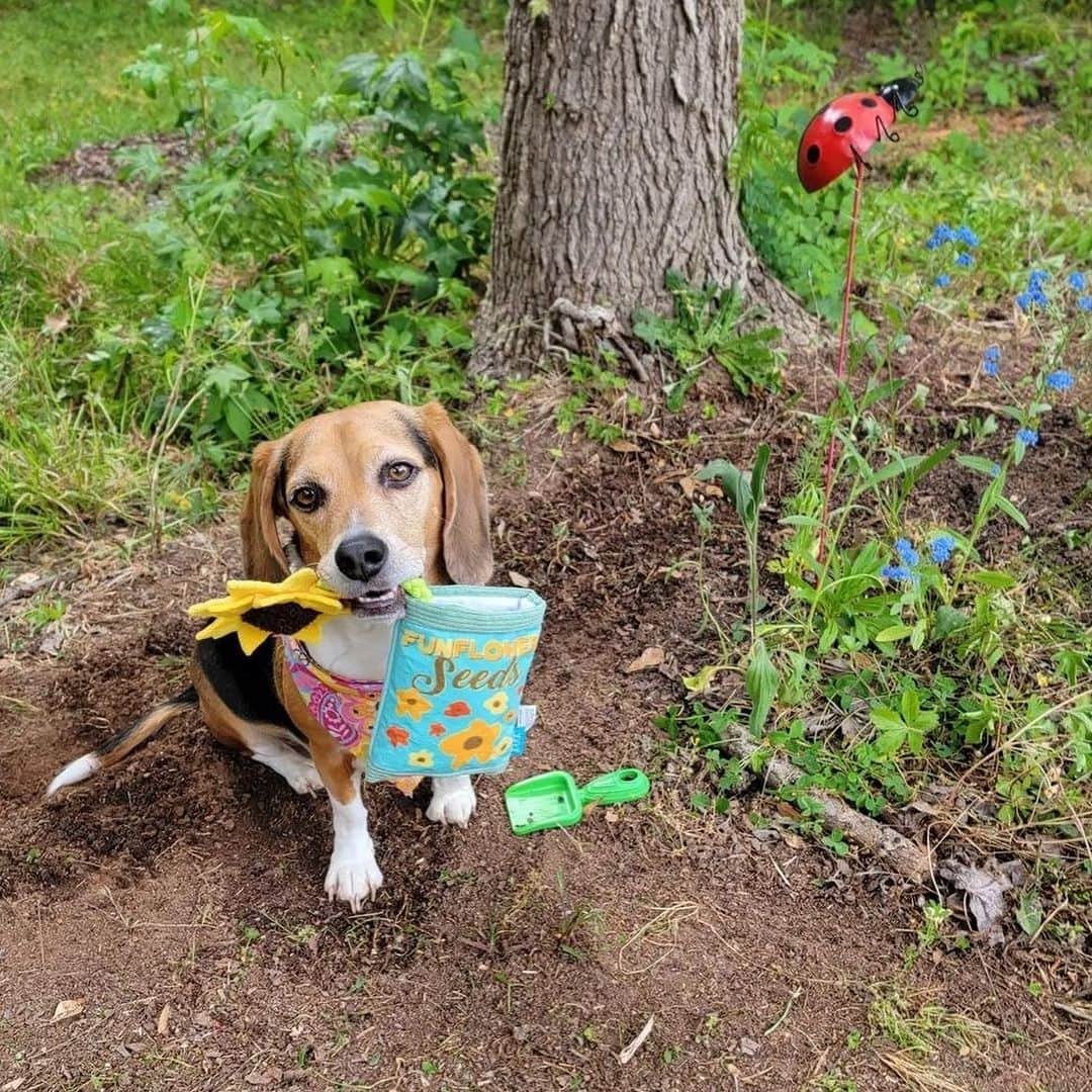 DogsOf Instagramさんのインスタグラム写真 - (DogsOf InstagramInstagram)「Starting Monday off on the right paw with our DOG OF THE WEEK @that.pup.zoey 😍  Zoey is a 5-year-old beagle baby living in South Carolina.She is the queen of cuteness and loves doing zoomies at the beach, sunbathing, going to the park, sniffing the trail of deer, and eating rotisserie chicken. Zoey is the best friend I could ever ask for.  Thanks for sharing with us @that.pup.zoey! Submit your dog to be featured in our bio 🔗 . .  #dailyfluff #dogoftheweek #dogsofinstagram #beaglegram #weeklyfluff #happydoggo」10月17日 0時02分 - dogsofinstagram