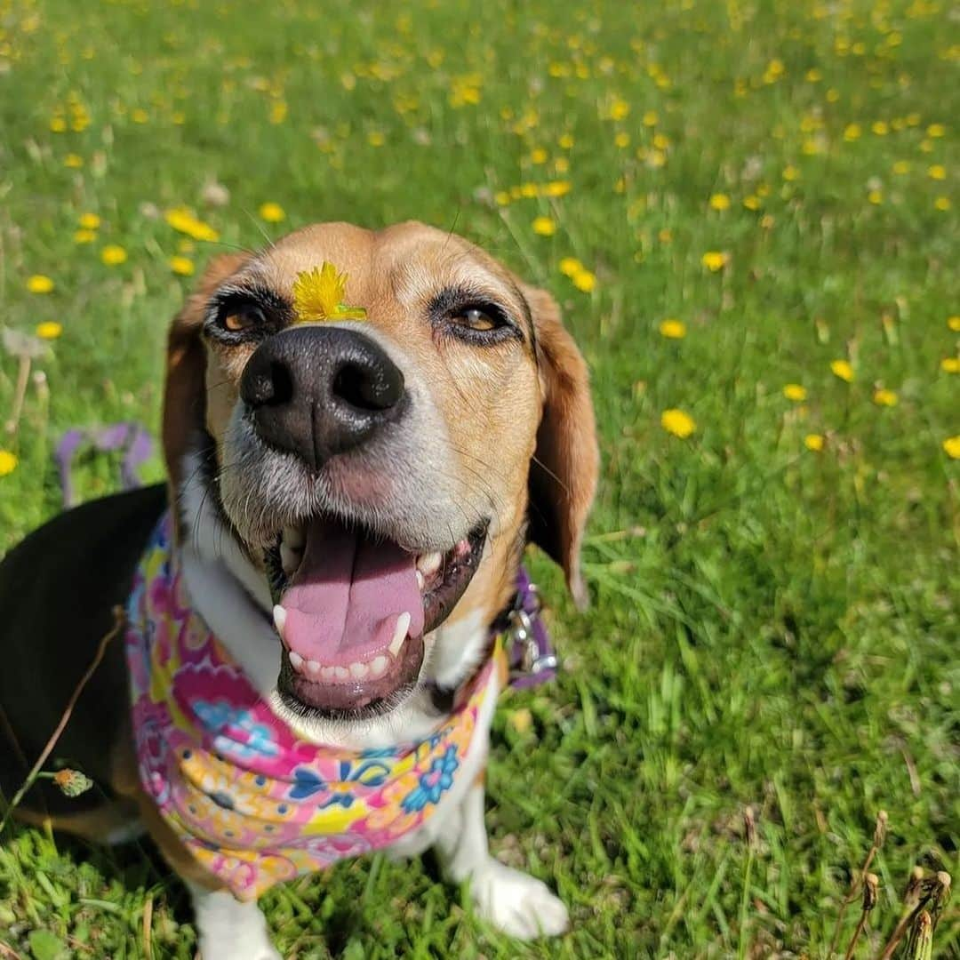 DogsOf Instagramさんのインスタグラム写真 - (DogsOf InstagramInstagram)「Starting Monday off on the right paw with our DOG OF THE WEEK @that.pup.zoey 😍  Zoey is a 5-year-old beagle baby living in South Carolina.She is the queen of cuteness and loves doing zoomies at the beach, sunbathing, going to the park, sniffing the trail of deer, and eating rotisserie chicken. Zoey is the best friend I could ever ask for.  Thanks for sharing with us @that.pup.zoey! Submit your dog to be featured in our bio 🔗 . .  #dailyfluff #dogoftheweek #dogsofinstagram #beaglegram #weeklyfluff #happydoggo」10月17日 0時02分 - dogsofinstagram