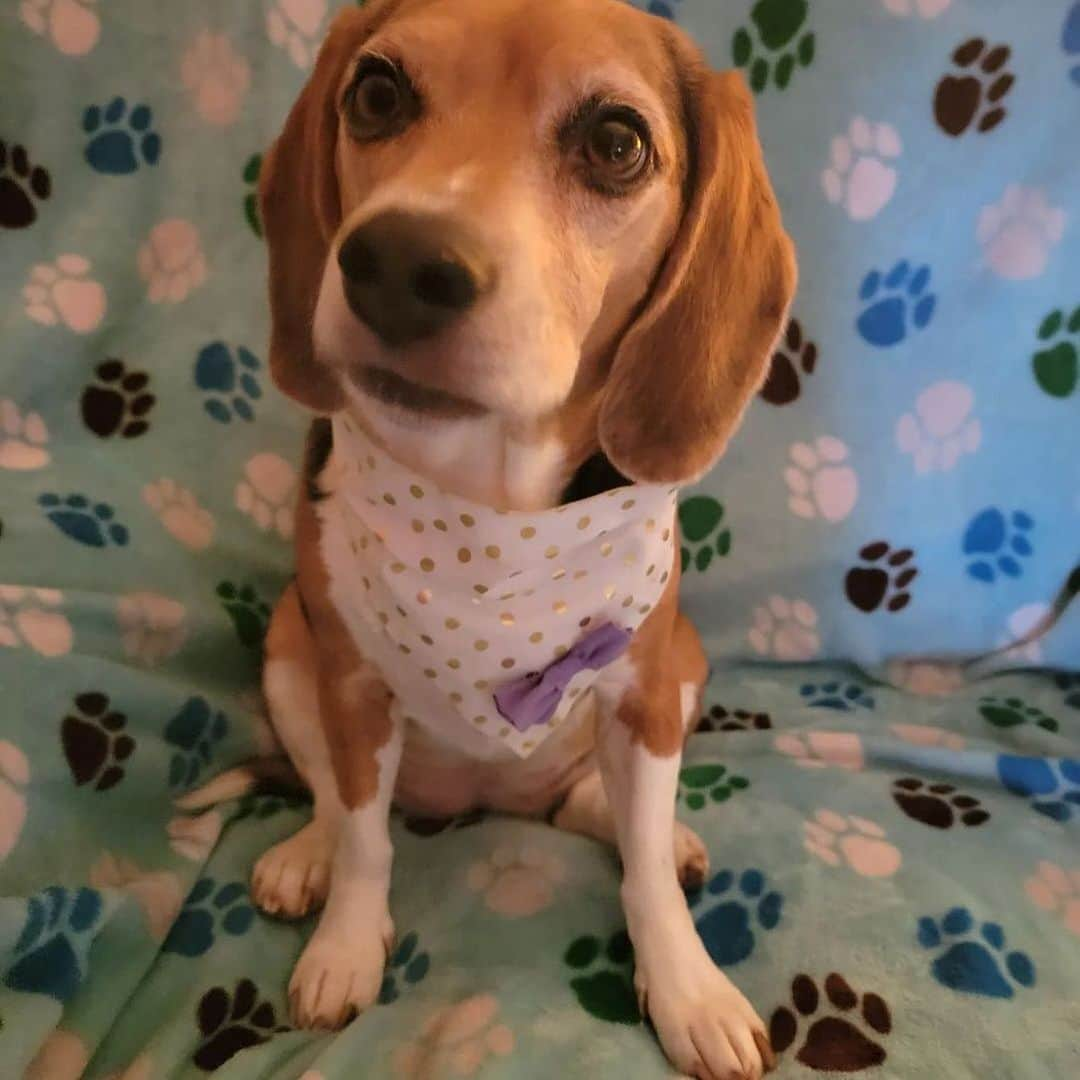 DogsOf Instagramさんのインスタグラム写真 - (DogsOf InstagramInstagram)「Starting Monday off on the right paw with our DOG OF THE WEEK @that.pup.zoey 😍  Zoey is a 5-year-old beagle baby living in South Carolina.She is the queen of cuteness and loves doing zoomies at the beach, sunbathing, going to the park, sniffing the trail of deer, and eating rotisserie chicken. Zoey is the best friend I could ever ask for.  Thanks for sharing with us @that.pup.zoey! Submit your dog to be featured in our bio 🔗 . .  #dailyfluff #dogoftheweek #dogsofinstagram #beaglegram #weeklyfluff #happydoggo」10月17日 0時02分 - dogsofinstagram