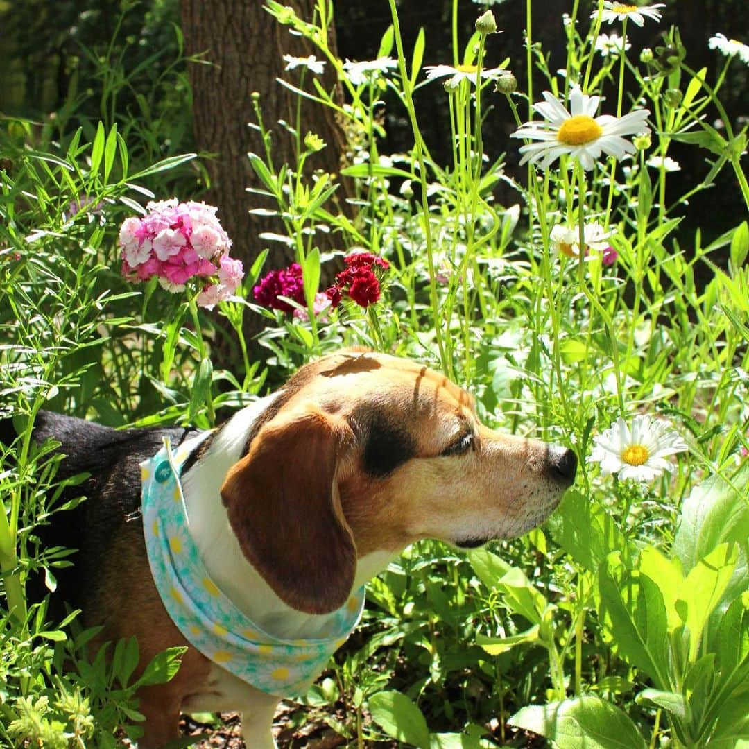 DogsOf Instagramさんのインスタグラム写真 - (DogsOf InstagramInstagram)「Starting Monday off on the right paw with our DOG OF THE WEEK @that.pup.zoey 😍  Zoey is a 5-year-old beagle baby living in South Carolina.She is the queen of cuteness and loves doing zoomies at the beach, sunbathing, going to the park, sniffing the trail of deer, and eating rotisserie chicken. Zoey is the best friend I could ever ask for.  Thanks for sharing with us @that.pup.zoey! Submit your dog to be featured in our bio 🔗 . .  #dailyfluff #dogoftheweek #dogsofinstagram #beaglegram #weeklyfluff #happydoggo」10月17日 0時02分 - dogsofinstagram