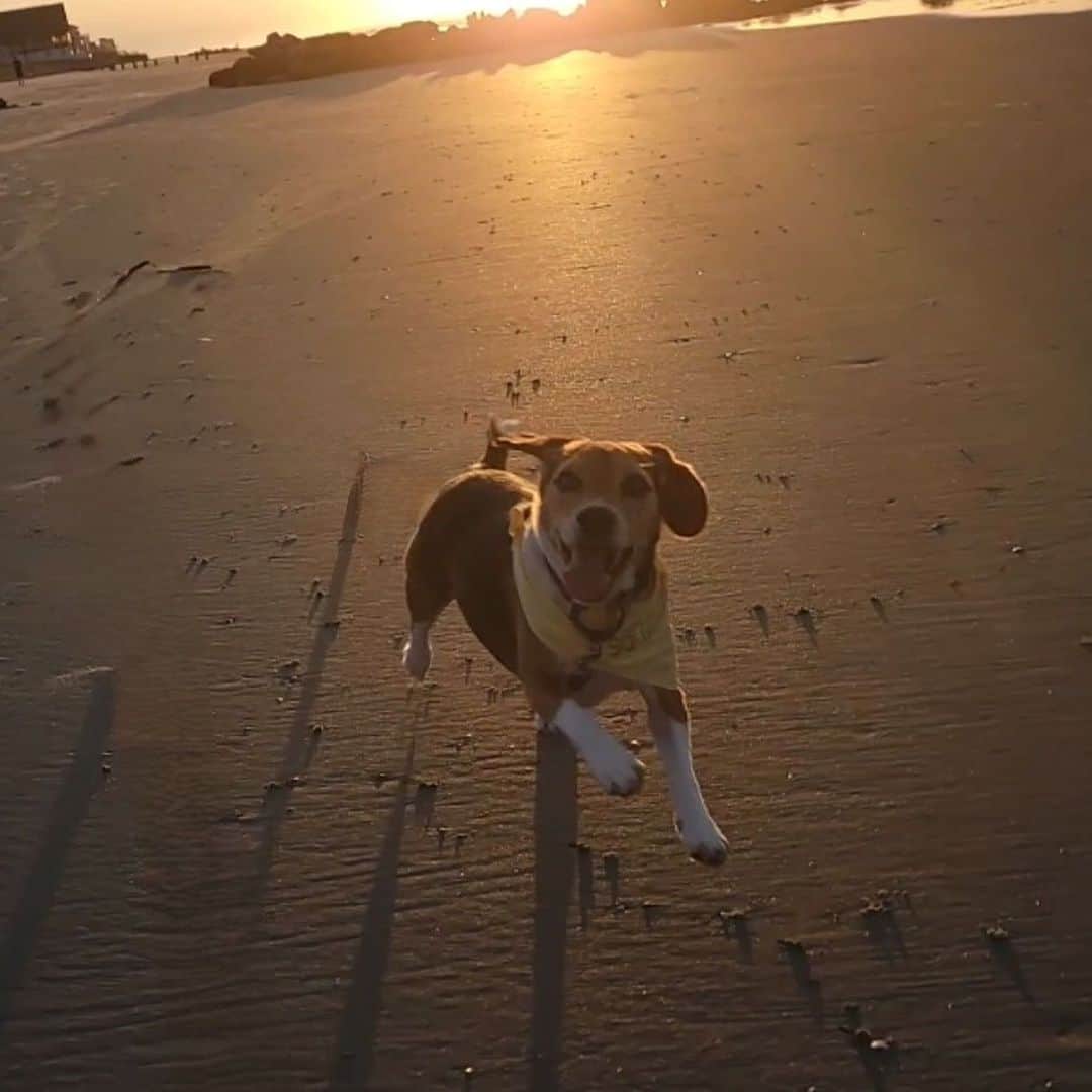 DogsOf Instagramさんのインスタグラム写真 - (DogsOf InstagramInstagram)「Starting Monday off on the right paw with our DOG OF THE WEEK @that.pup.zoey 😍  Zoey is a 5-year-old beagle baby living in South Carolina.She is the queen of cuteness and loves doing zoomies at the beach, sunbathing, going to the park, sniffing the trail of deer, and eating rotisserie chicken. Zoey is the best friend I could ever ask for.  Thanks for sharing with us @that.pup.zoey! Submit your dog to be featured in our bio 🔗 . .  #dailyfluff #dogoftheweek #dogsofinstagram #beaglegram #weeklyfluff #happydoggo」10月17日 0時02分 - dogsofinstagram