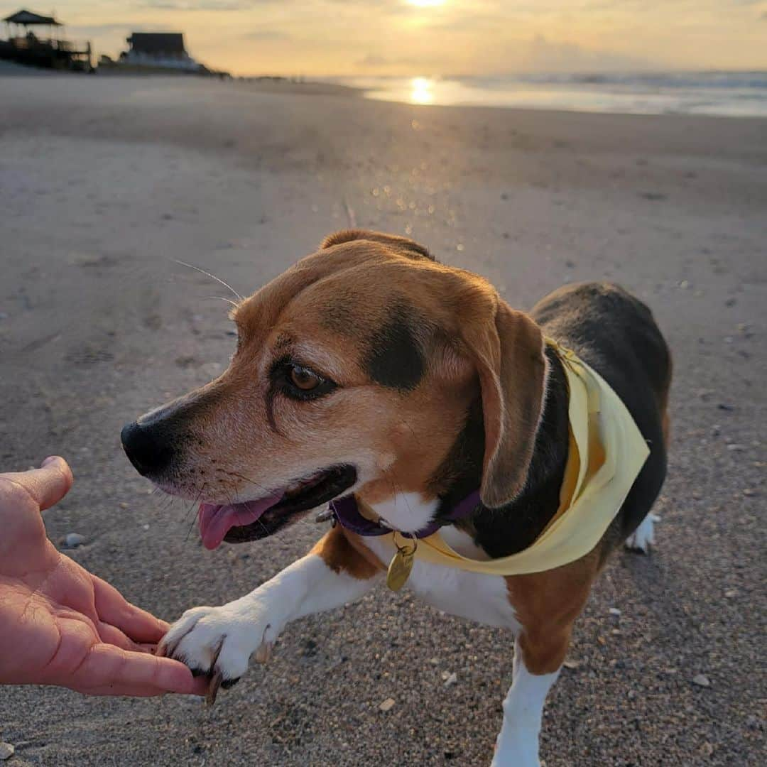 DogsOf Instagramさんのインスタグラム写真 - (DogsOf InstagramInstagram)「Starting Monday off on the right paw with our DOG OF THE WEEK @that.pup.zoey 😍  Zoey is a 5-year-old beagle baby living in South Carolina.She is the queen of cuteness and loves doing zoomies at the beach, sunbathing, going to the park, sniffing the trail of deer, and eating rotisserie chicken. Zoey is the best friend I could ever ask for.  Thanks for sharing with us @that.pup.zoey! Submit your dog to be featured in our bio 🔗 . .  #dailyfluff #dogoftheweek #dogsofinstagram #beaglegram #weeklyfluff #happydoggo」10月17日 0時02分 - dogsofinstagram