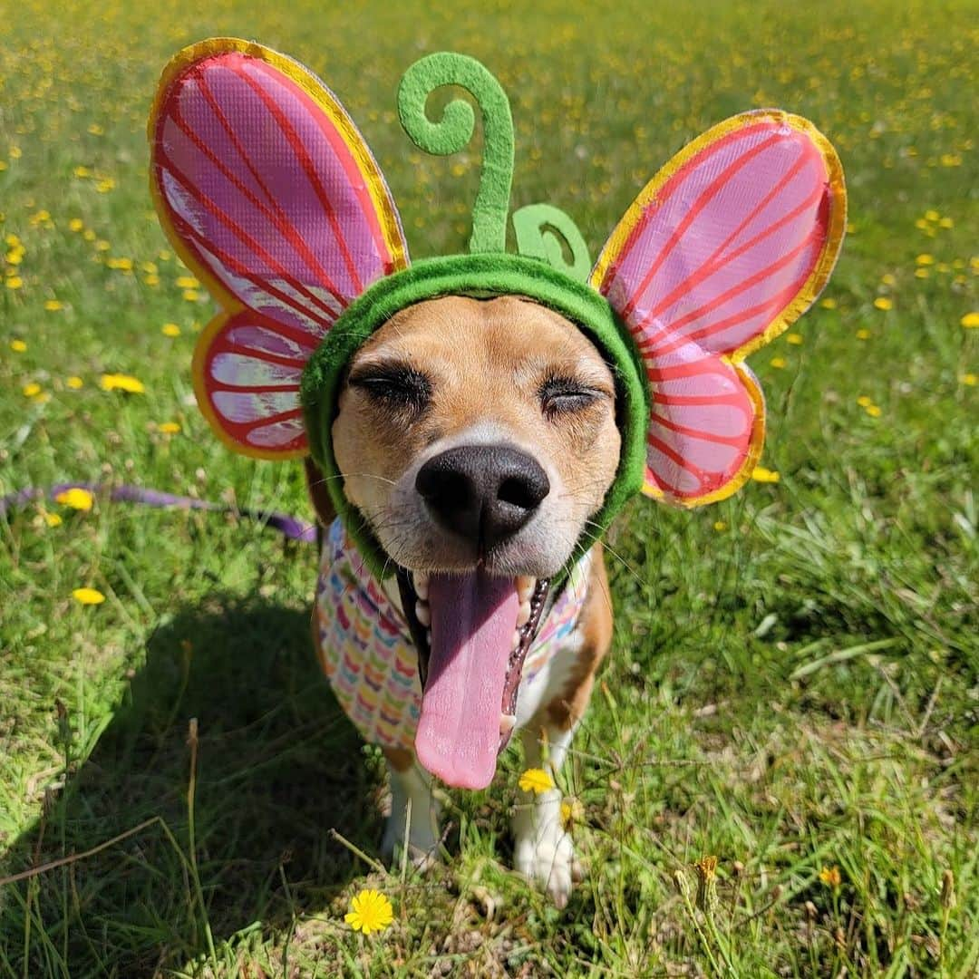 DogsOf Instagramさんのインスタグラム写真 - (DogsOf InstagramInstagram)「Starting Monday off on the right paw with our DOG OF THE WEEK @that.pup.zoey 😍  Zoey is a 5-year-old beagle baby living in South Carolina.She is the queen of cuteness and loves doing zoomies at the beach, sunbathing, going to the park, sniffing the trail of deer, and eating rotisserie chicken. Zoey is the best friend I could ever ask for.  Thanks for sharing with us @that.pup.zoey! Submit your dog to be featured in our bio 🔗 . .  #dailyfluff #dogoftheweek #dogsofinstagram #beaglegram #weeklyfluff #happydoggo」10月17日 0時02分 - dogsofinstagram